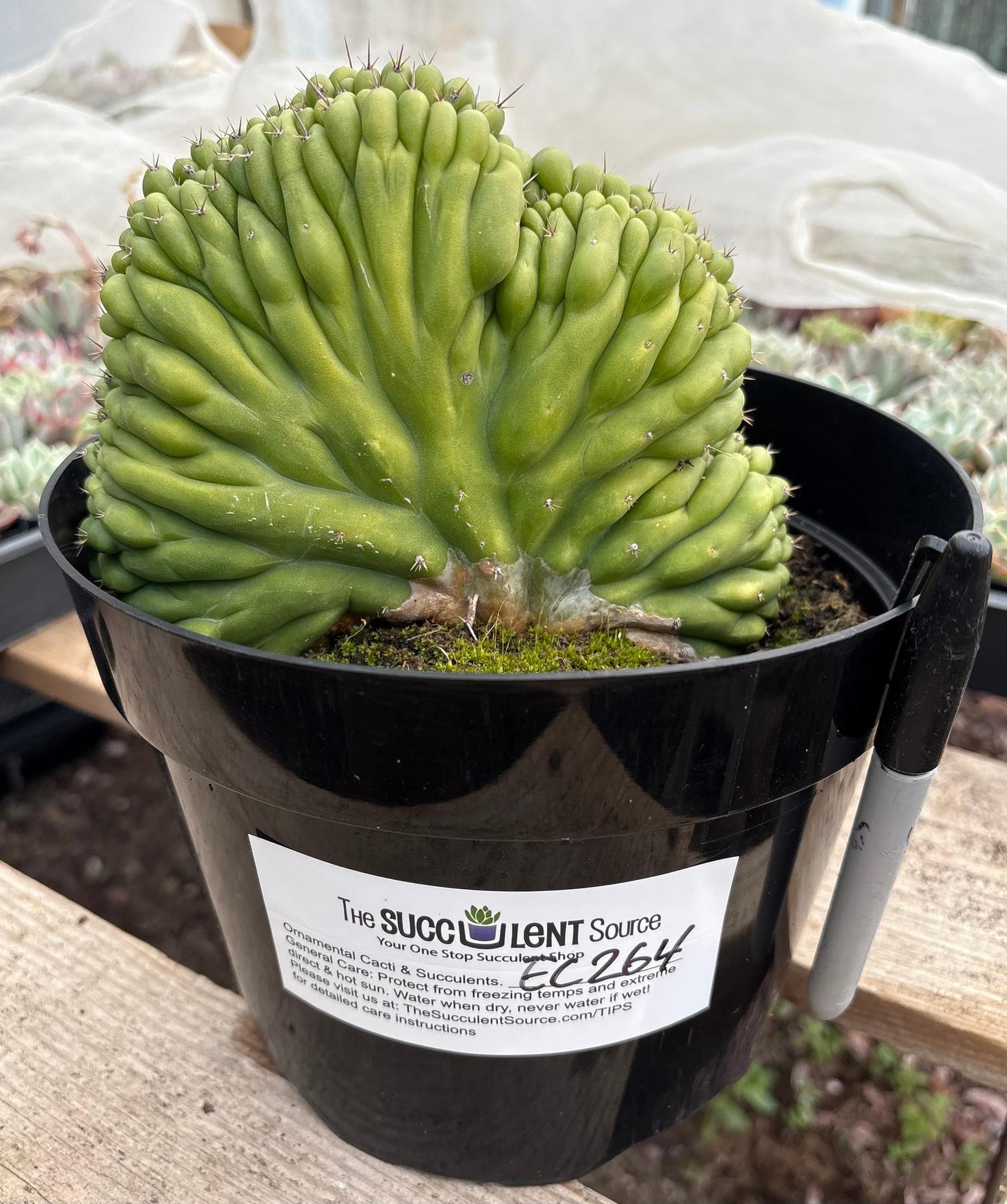 #EC264 EXACT Trichocereus Pachanoi Crested San Pedro Cactus-Cactus - Large - Exact-The Succulent Source