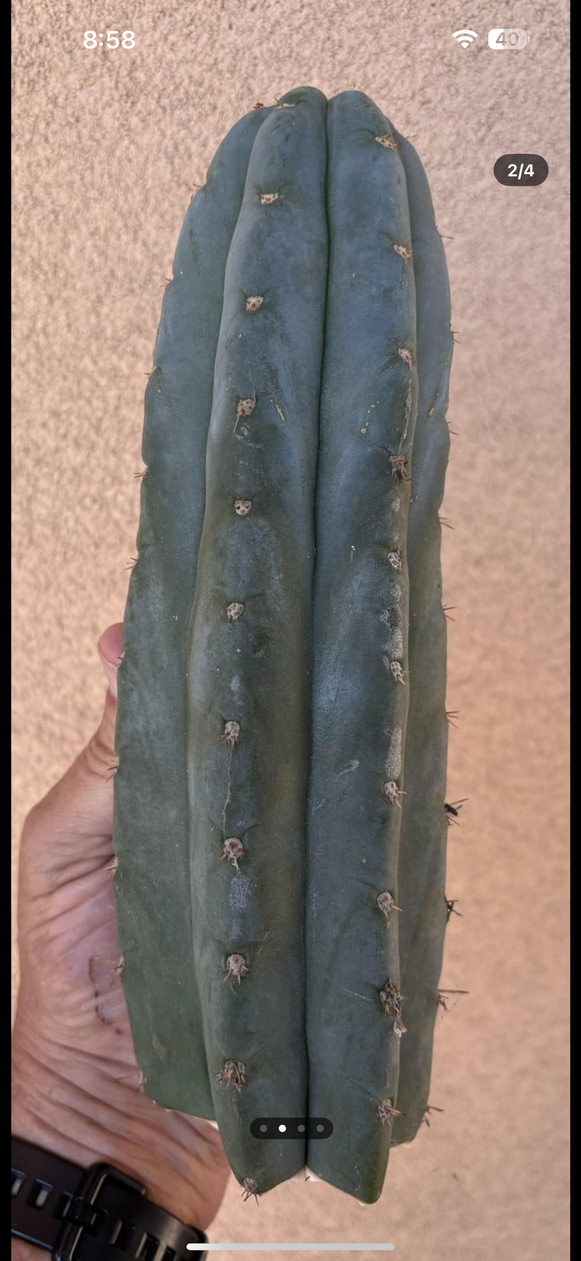 #EC265 EXACT Trichocereus Colossus Cactus 8.5" cutting-Cactus - Large - Exact-The Succulent Source