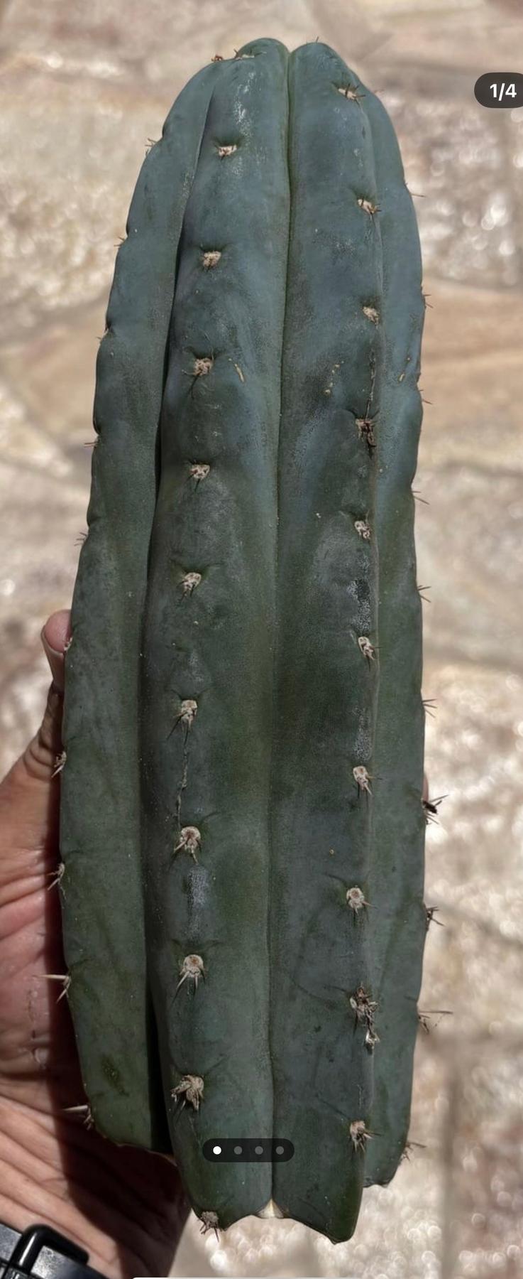 #EC265 EXACT Trichocereus Colossus Cactus 8.5" cutting-Cactus - Large - Exact-The Succulent Source
