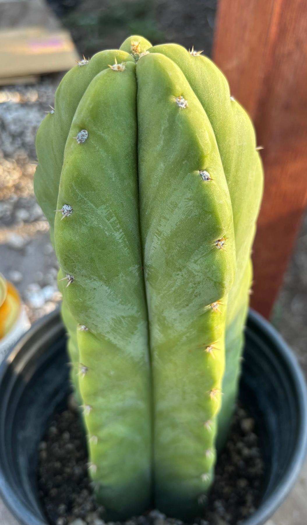 #EC266 EXACT Trichocereus Pachanoi SKIP Cactus Cutting 10”-Cactus - Large - Exact-The Succulent Source