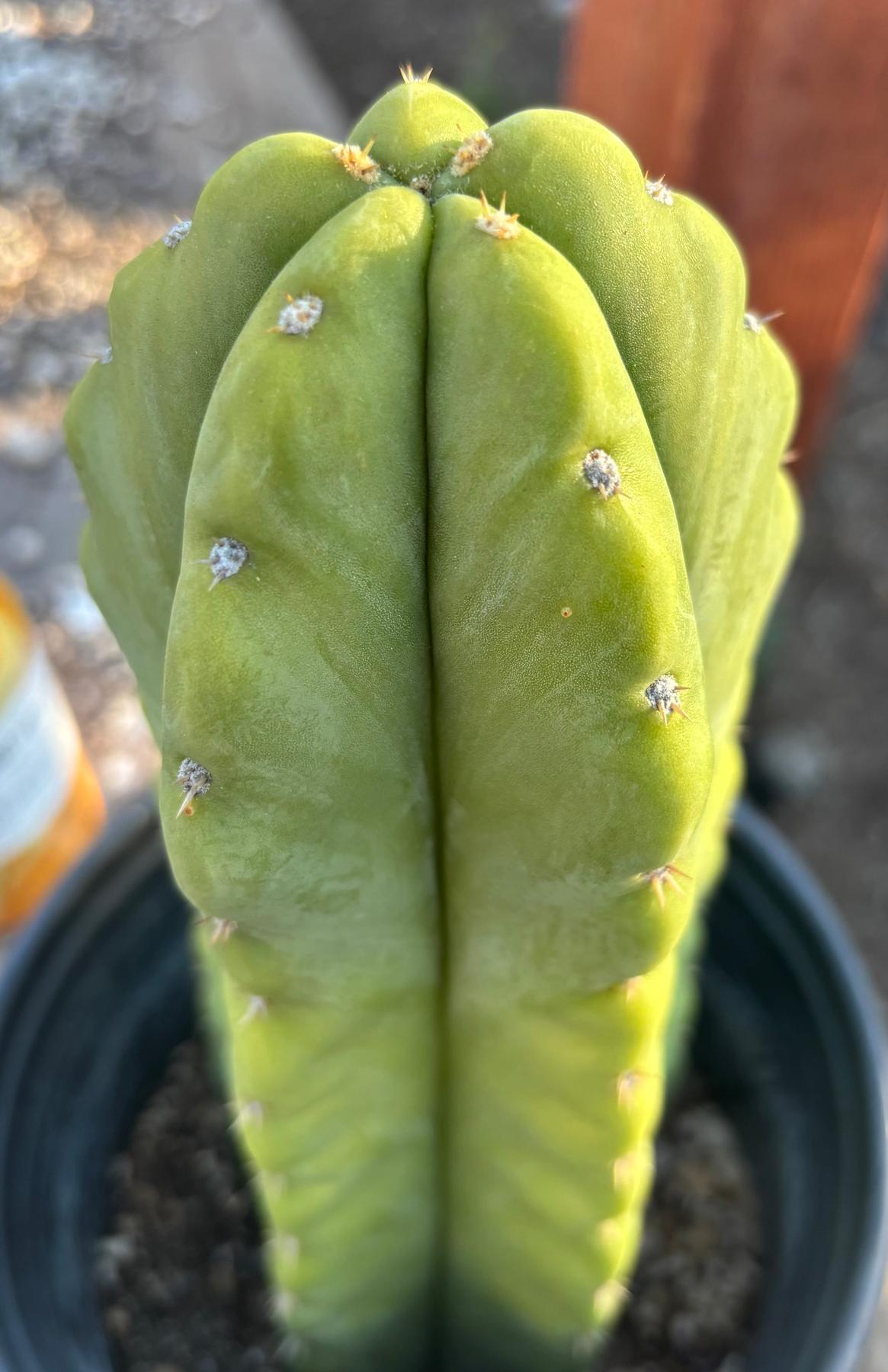 #EC266 EXACT Trichocereus Pachanoi SKIP Cactus Cutting 10”-Cactus - Large - Exact-The Succulent Source