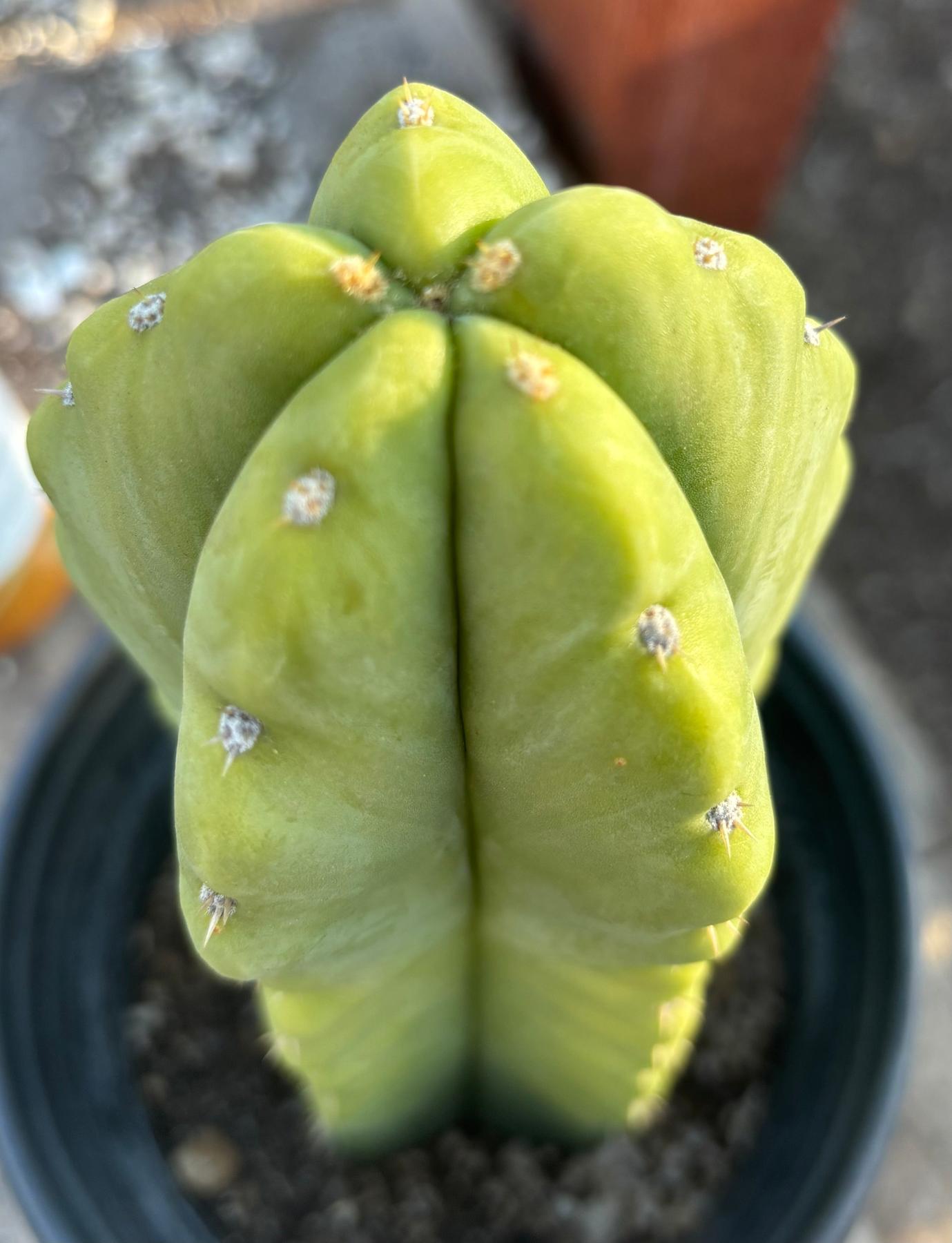 #EC266 EXACT Trichocereus Pachanoi SKIP Cactus Cutting 10”-Cactus - Large - Exact-The Succulent Source