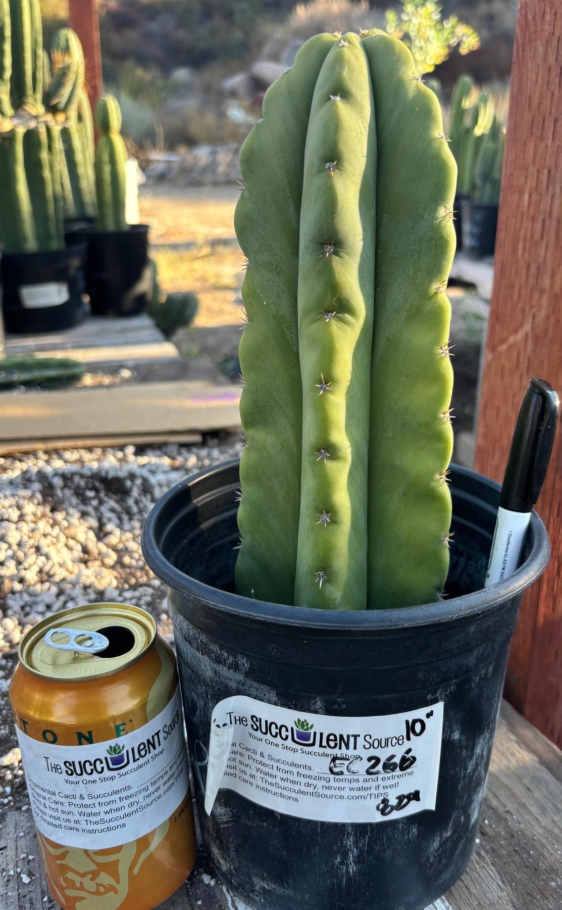 #EC266 EXACT Trichocereus Pachanoi SKIP Cactus Cutting 10”-Cactus - Large - Exact-The Succulent Source