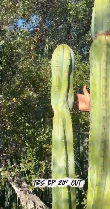 #EC267 Friday Trichocereus Cactus Cutting Video Special W Lora-Cactus - Large - Exact-The Succulent Source