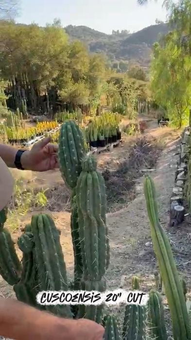 #EC267 Friday Trichocereus Cactus Cutting Video Special W Lora-Cactus - Large - Exact-The Succulent Source