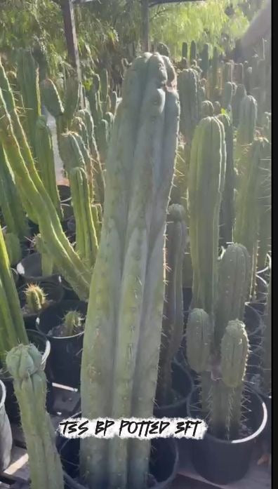 #EC267 Friday Trichocereus Cactus Cutting Video Special W Lora-Cactus - Large - Exact-The Succulent Source
