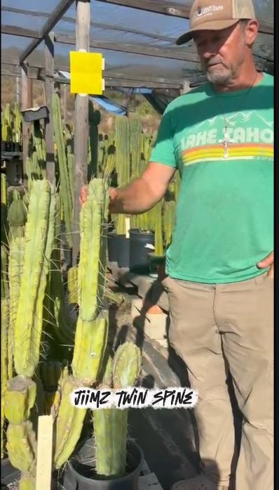 #EC267 Friday Trichocereus Cactus Cutting Video Special W Lora-Cactus - Large - Exact-The Succulent Source
