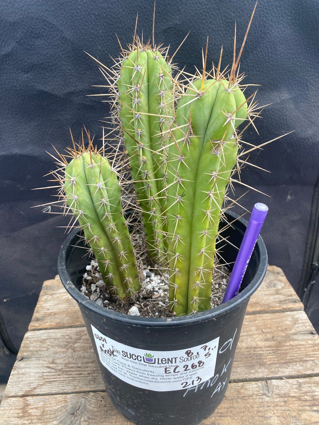 #EC268 EXACT Trichocereus hybrid SS0201 X Macrogonus Anok Cactus 8,7,5”-Cactus - Large - Exact-The Succulent Source