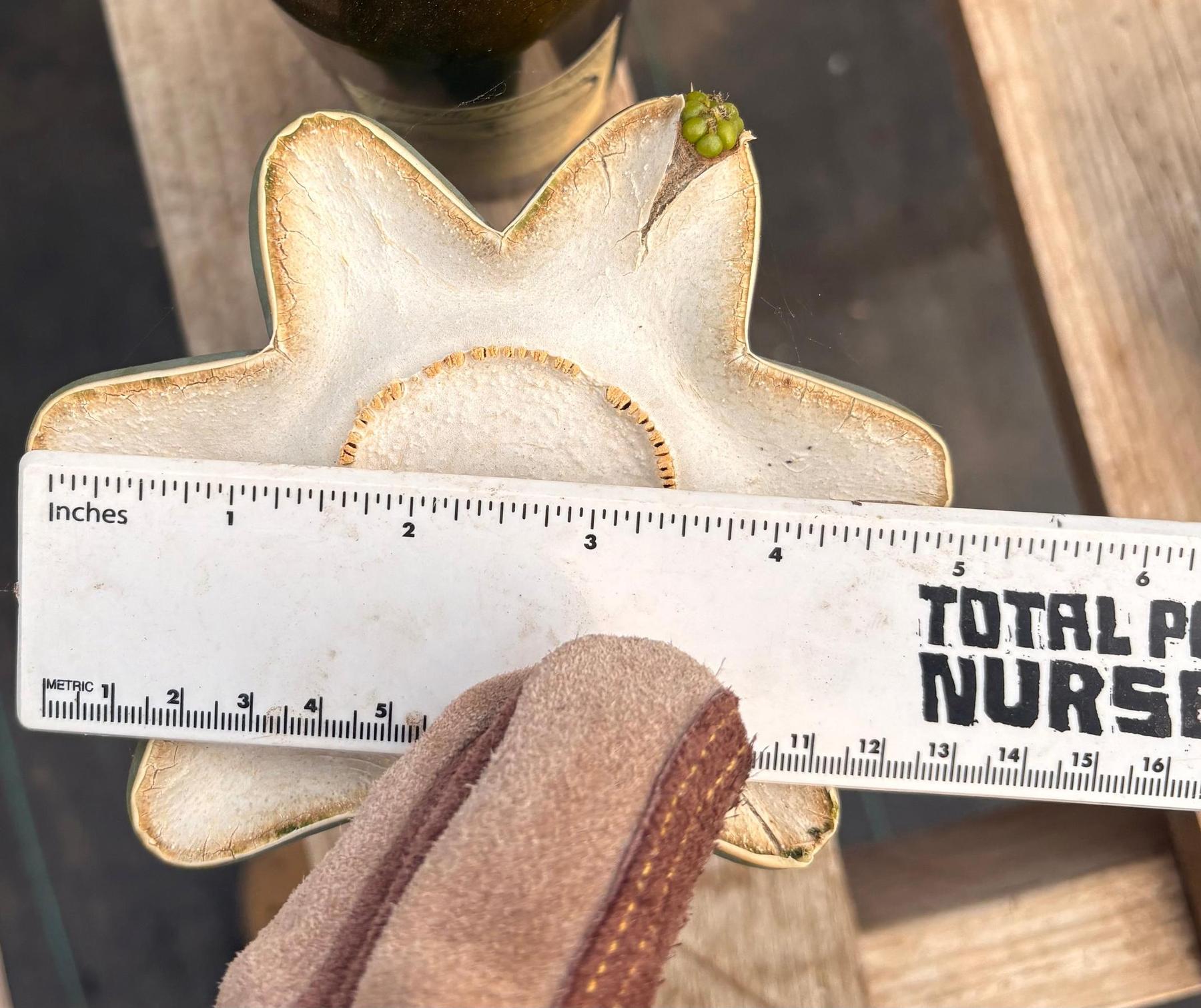 #EC268 Trichocereus hybrid Scopulicola Heynes X Peru Sharxx Blue “Roof Raiser” Cactus Cuttings-Cactus - Large - Exact-The Succulent Source