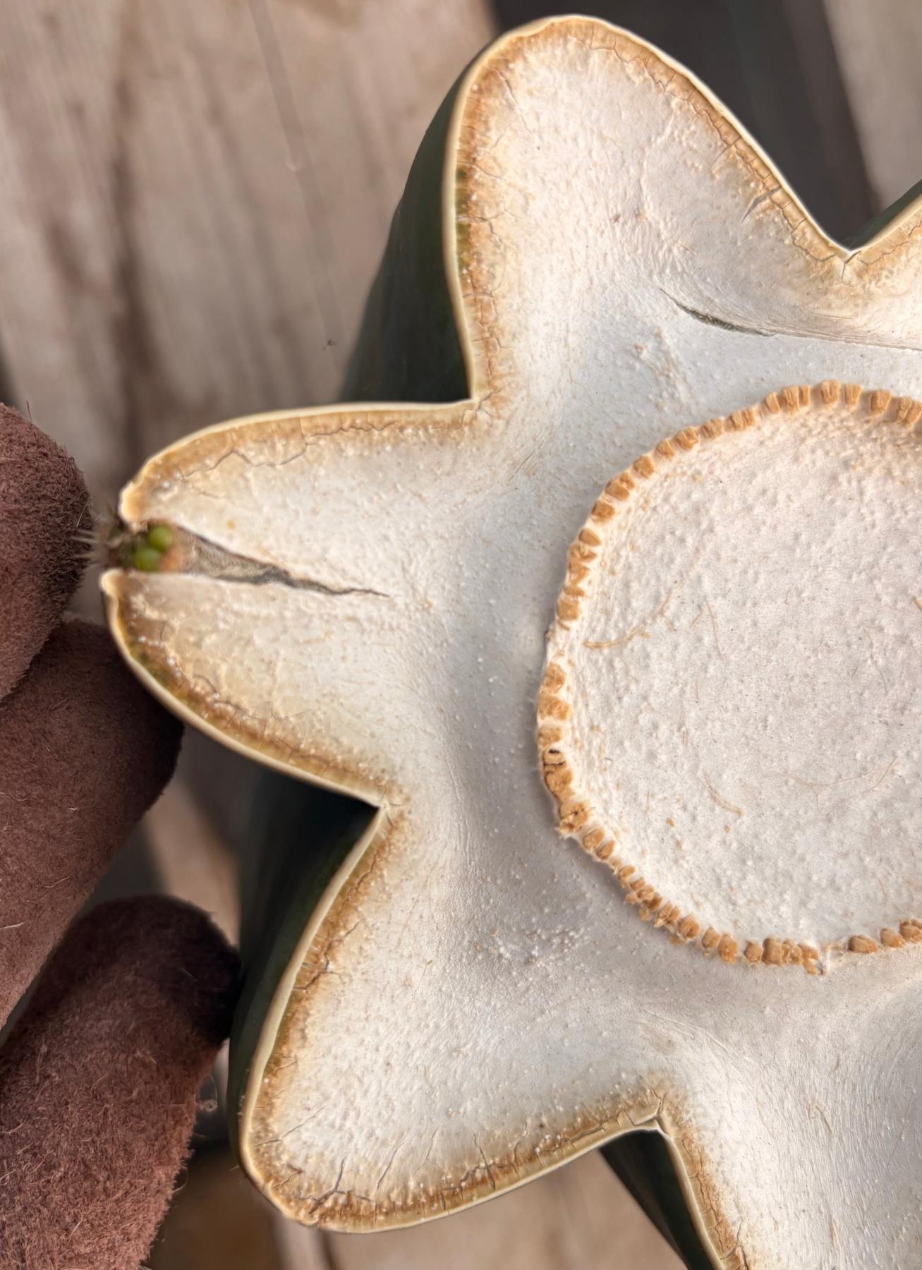 #EC268 Trichocereus hybrid Scopulicola Heynes X Peru Sharxx Blue “Roof Raiser” Cactus Cuttings-Cactus - Large - Exact-The Succulent Source