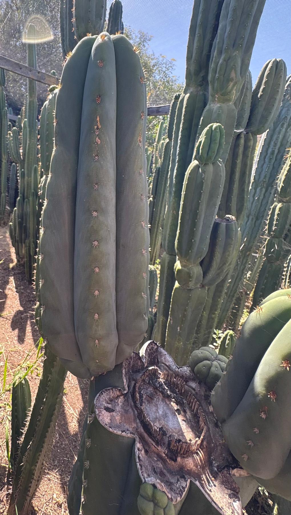 #EC268 Trichocereus hybrid Scopulicola Heynes X Peru Sharxx Blue “Roof Raiser” Cactus Cuttings-Cactus - Large - Exact-The Succulent Source