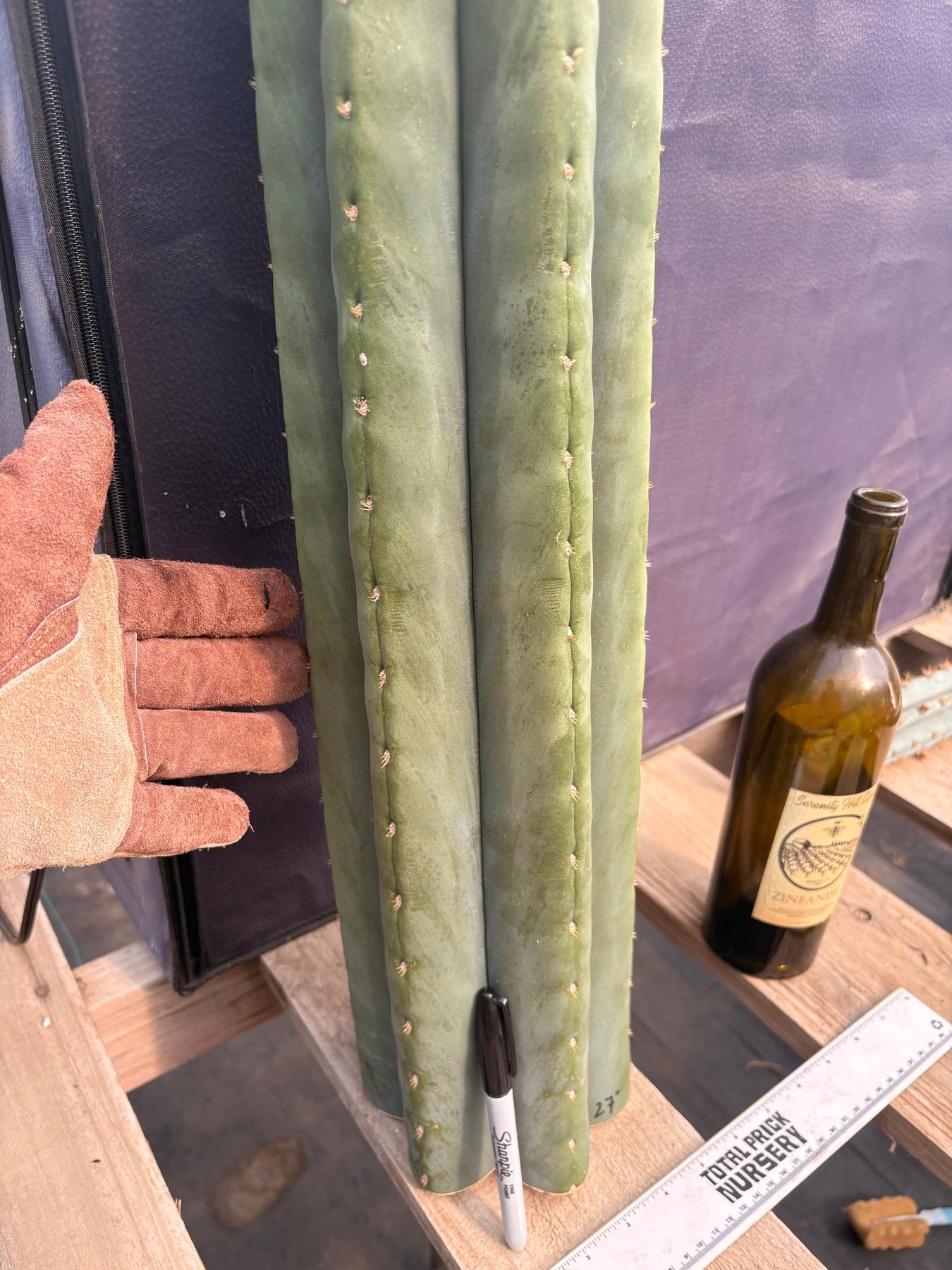 #EC268 Trichocereus hybrid Scopulicola Heynes X Peru Sharxx Blue “Roof Raiser” Cactus Cuttings-Cactus - Large - Exact-The Succulent Source