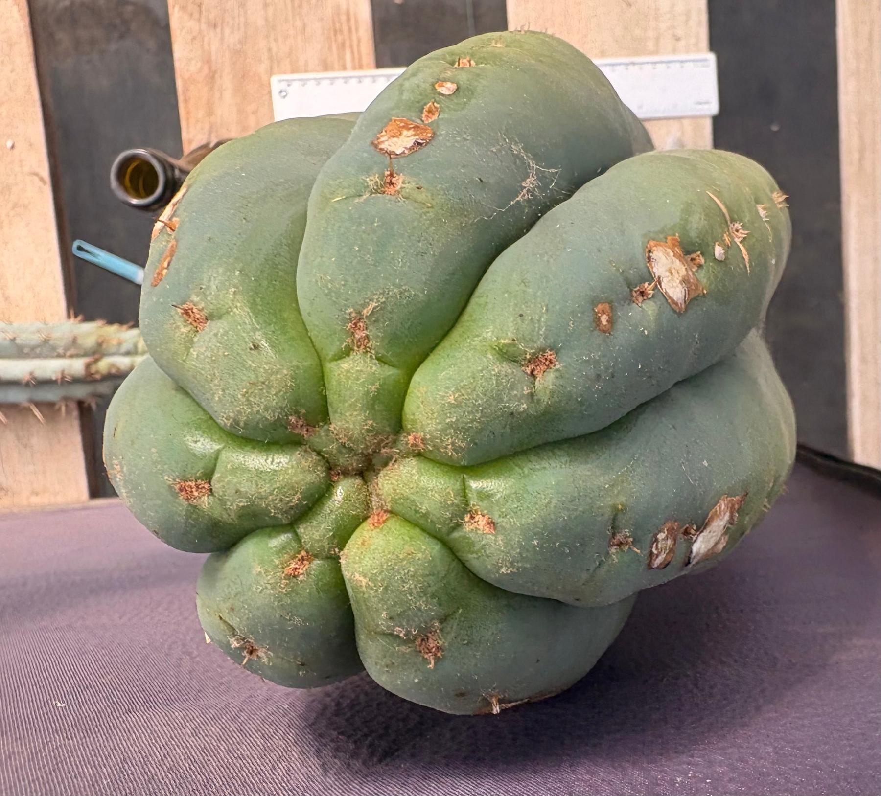 #EC268 Trichocereus hybrid Scopulicola Heynes X Peru Sharxx Blue “Roof Raiser” Cactus Cuttings-Cactus - Large - Exact-The Succulent Source