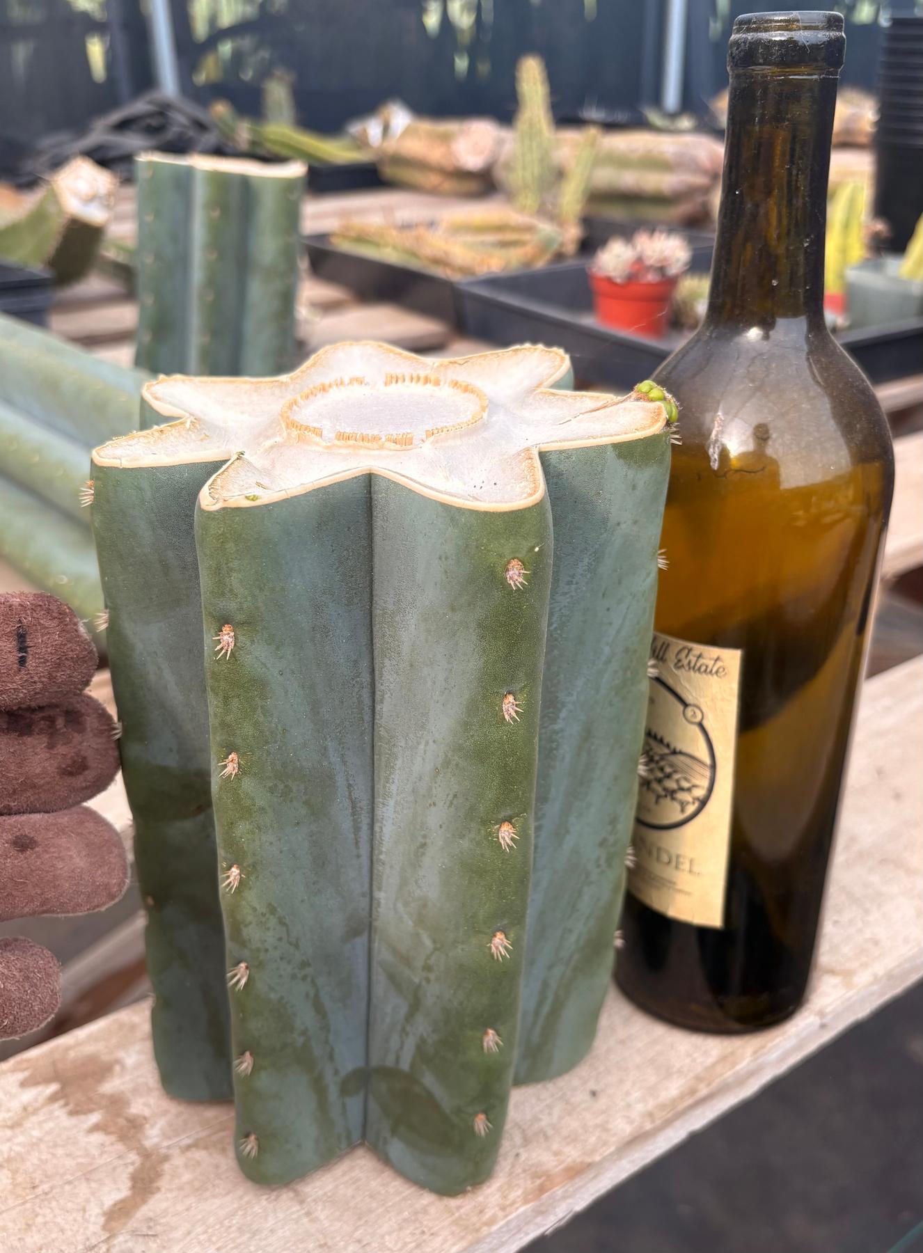 #EC268 Trichocereus hybrid Scopulicola Heynes X Peru Sharxx Blue “Roof Raiser” Cactus Cuttings-Cactus - Large - Exact-The Succulent Source