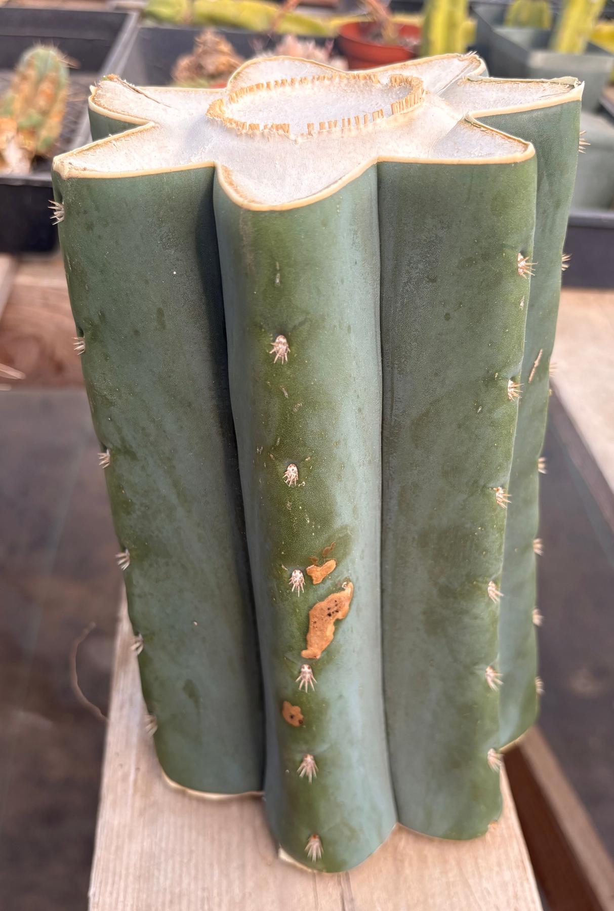 #EC268 Trichocereus hybrid Scopulicola Heynes X Peru Sharxx Blue “Roof Raiser” Cactus Cuttings-Cactus - Large - Exact-The Succulent Source