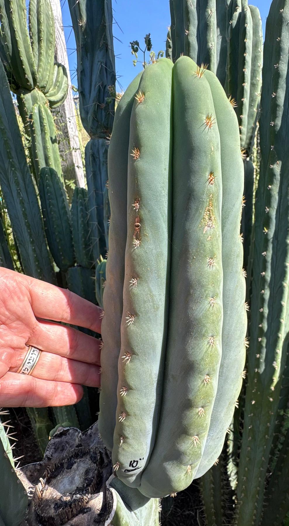 #EC268 Trichocereus hybrid Scopulicola Heynes X Peru Sharxx Blue “Roof Raiser” Cactus Cuttings-Cactus - Large - Exact-The Succulent Source