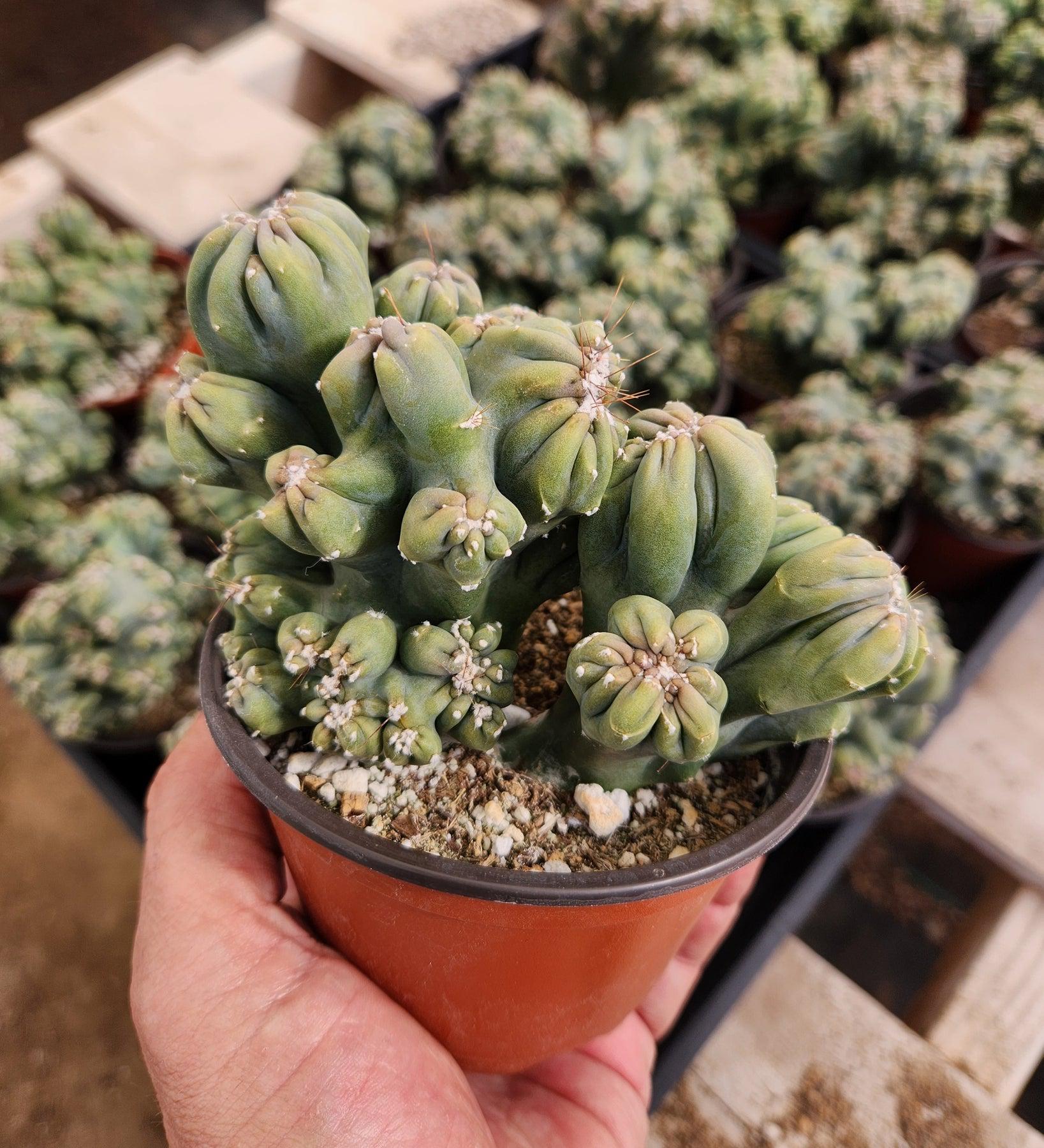 monstrose succulents #EC269 Cereus Forbesii Monstrose Ming Thing Cactus 4"