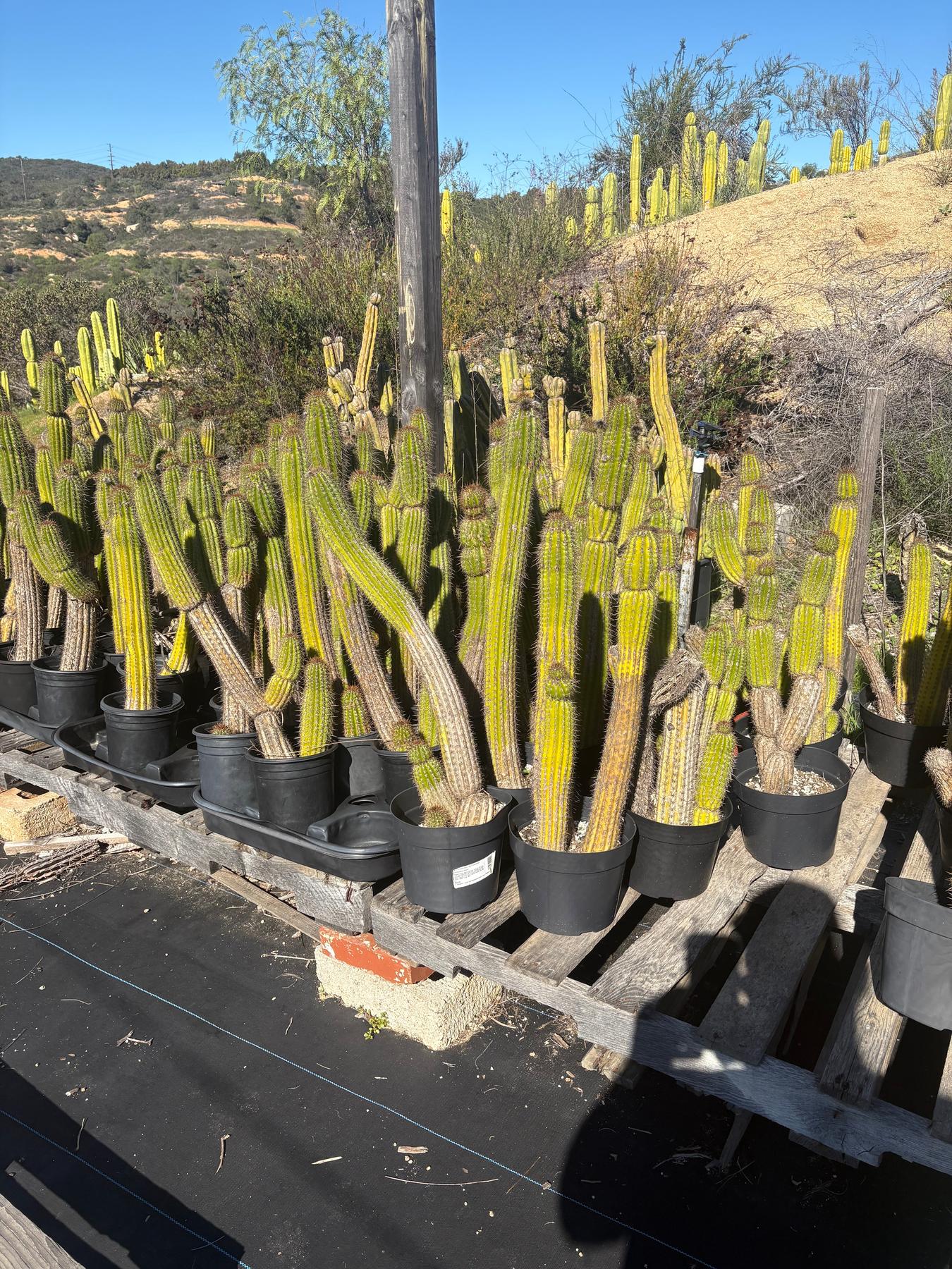 #EC27 EXACT Trichocereus Spacianus Golden Torch Cactus Potted w 30”+-Cactus - Large - Exact-The Succulent Source