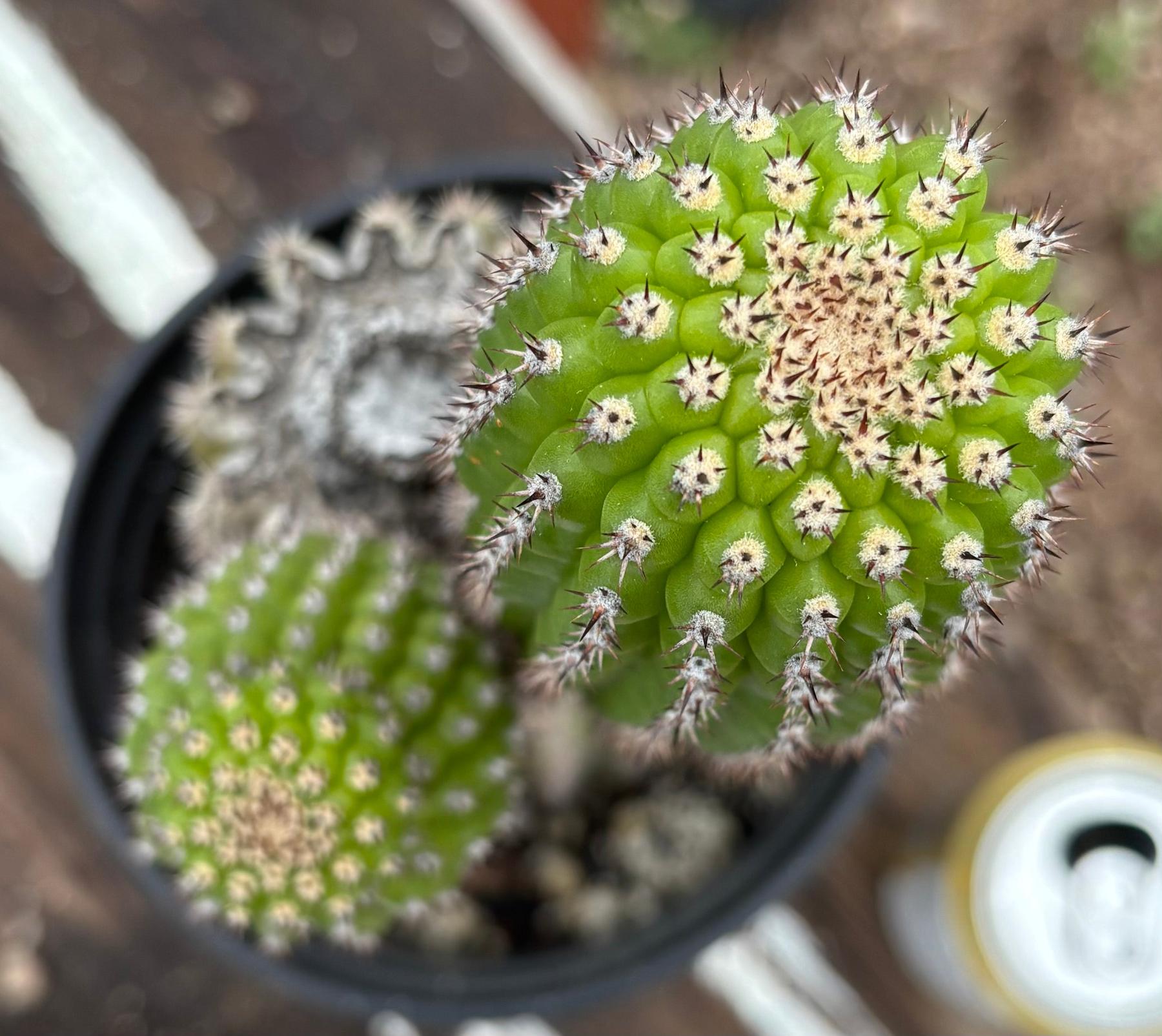 #EC270 EXACT Trichocereus Brevispinulosus Indian Comb Cactus 12.5”-Cactus - Large - Exact-The Succulent Source