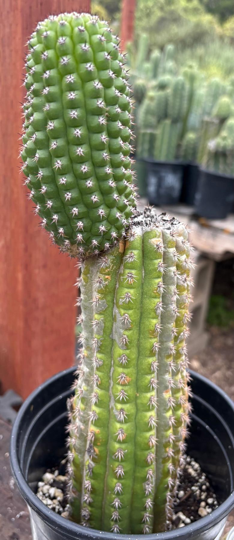 #EC270 EXACT Trichocereus Brevispinulosus Indian Comb Cactus 12.5”-Cactus - Large - Exact-The Succulent Source