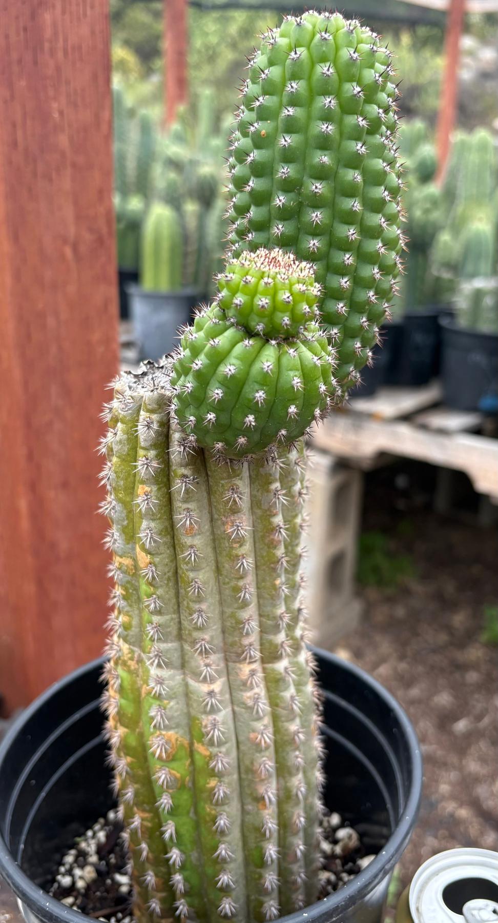 #EC270 EXACT Trichocereus Brevispinulosus Indian Comb Cactus 12.5”-Cactus - Large - Exact-The Succulent Source