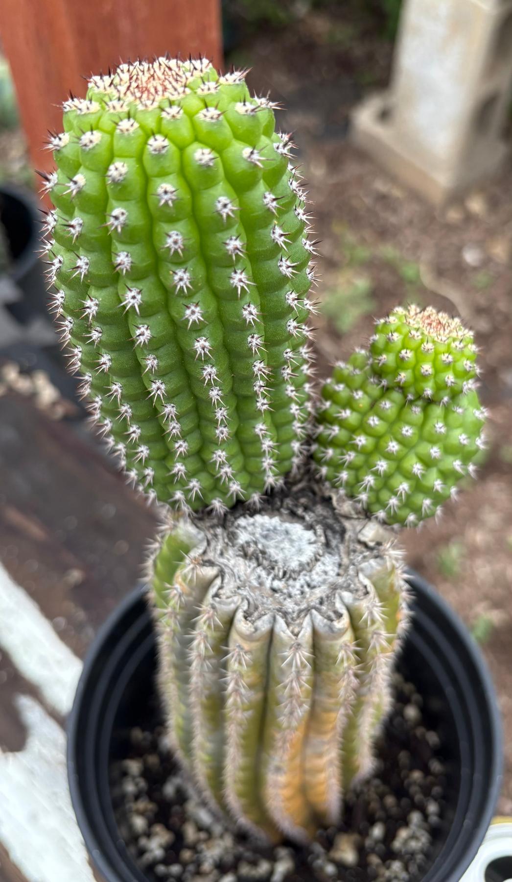 #EC270 EXACT Trichocereus Brevispinulosus Indian Comb Cactus 12.5”-Cactus - Large - Exact-The Succulent Source