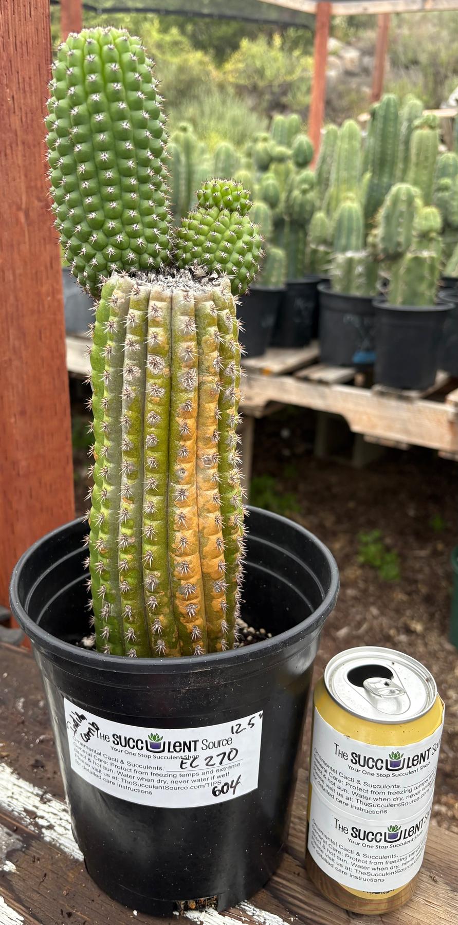 #EC270 EXACT Trichocereus Brevispinulosus Indian Comb Cactus 12.5”-Cactus - Large - Exact-The Succulent Source