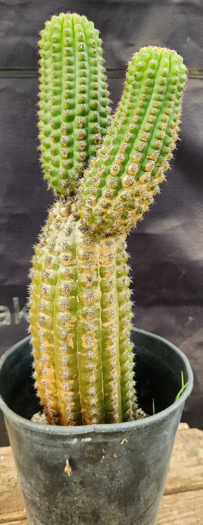 #EC270 EXACT Trichocereus Brevispinulosus Indian Comb Cactus 13.5”-Cactus - Large - Exact-The Succulent Source