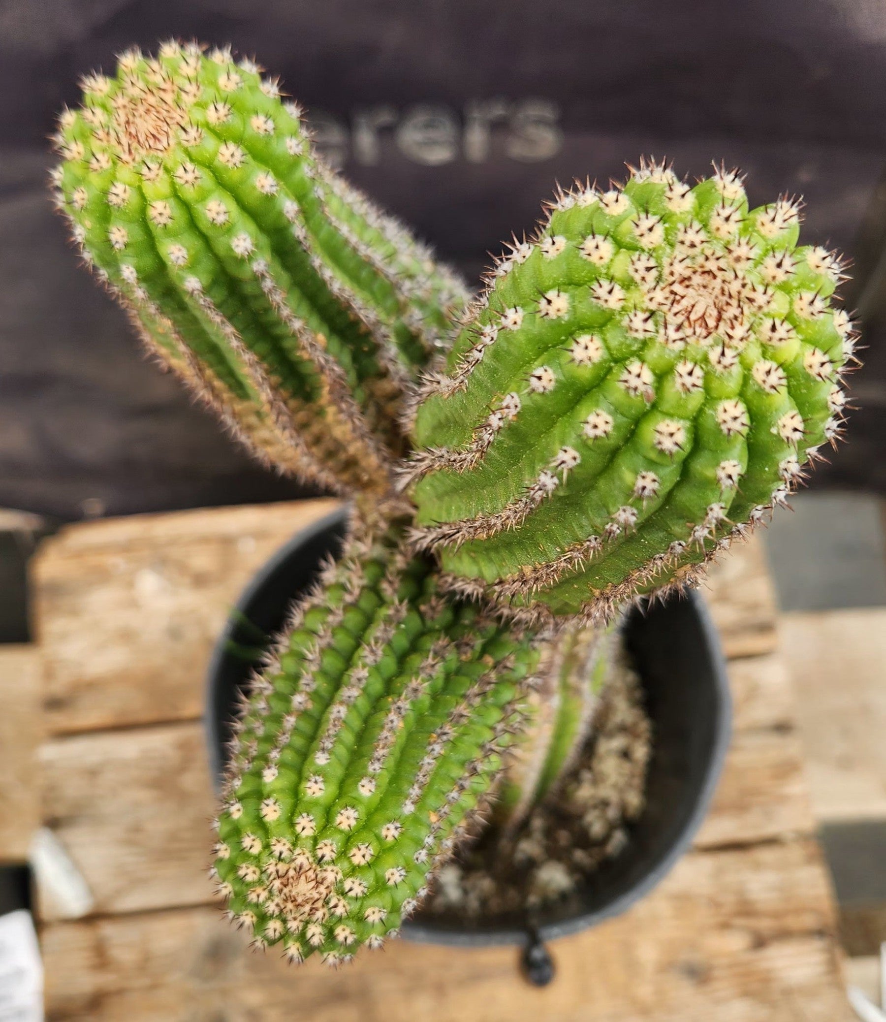 #EC270 EXACT Trichocereus Brevispinulosus Indian Comb Cactus 13.5”-Cactus - Large - Exact-The Succulent Source
