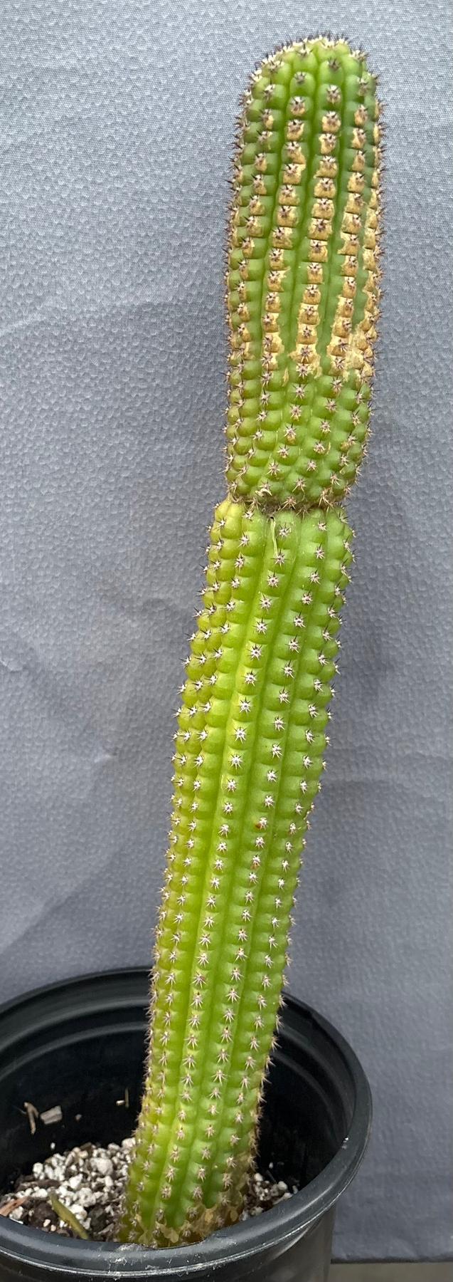 #EC270 EXACT Trichocereus Brevispinulosus Indian Comb Cactus 17.5”-Cactus - Large - Exact-The Succulent Source