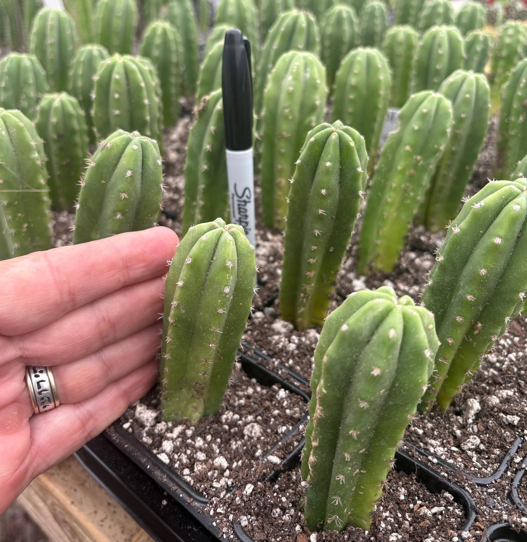#EC271 EXACT Trichocereus Scop Slimer X Pach Sheridan Seedling Cactus 4-5”-Cactus - Large - Exact-The Succulent Source