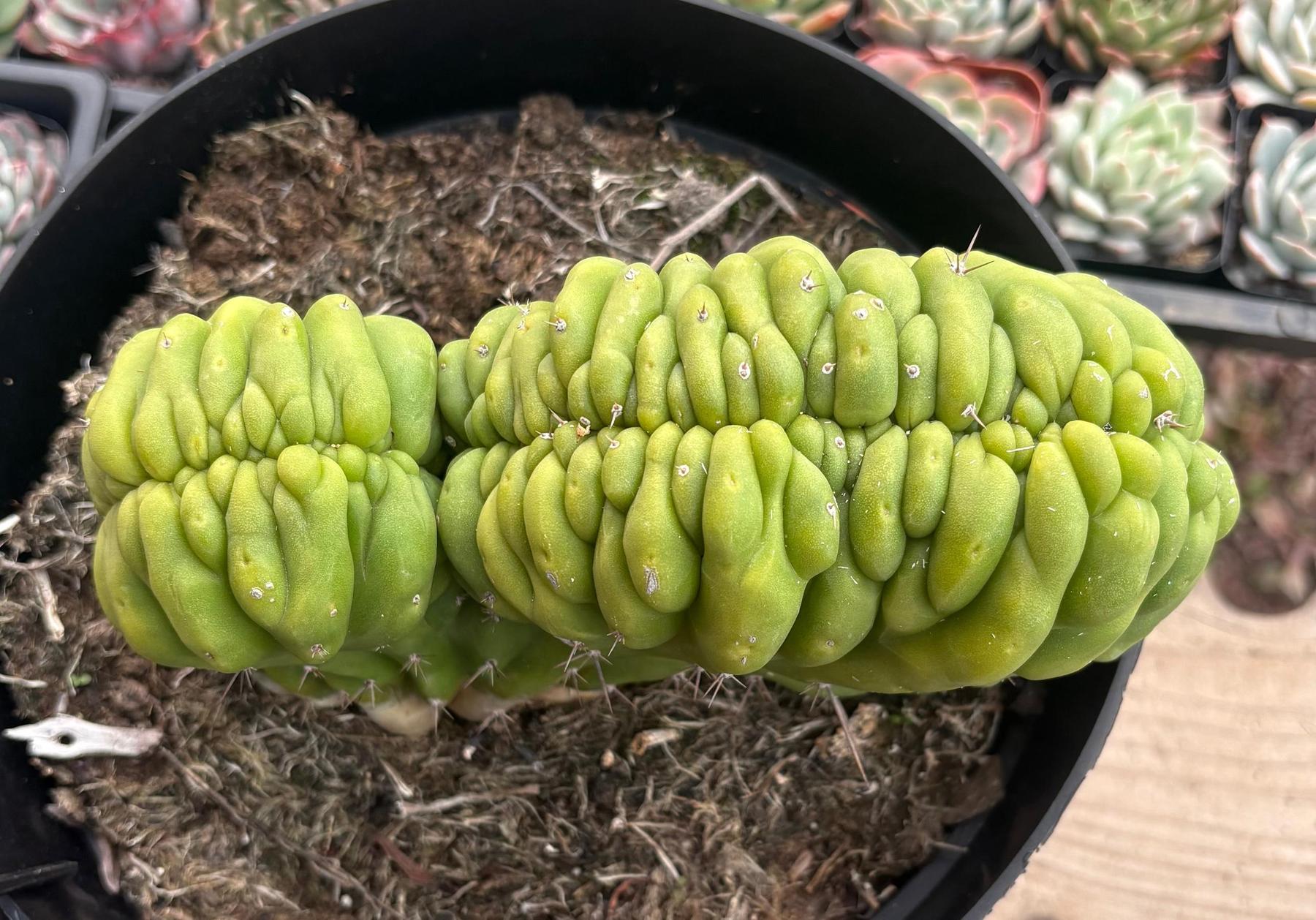 #EC272 EXACT Trichocereus Pachanoi Crested Cactus-Cactus - Large - Exact-The Succulent Source