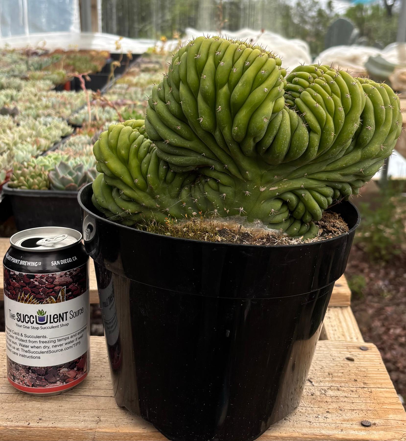 #EC272 EXACT Trichocereus Pachanoi Crested Cactus-Cactus - Large - Exact-The Succulent Source
