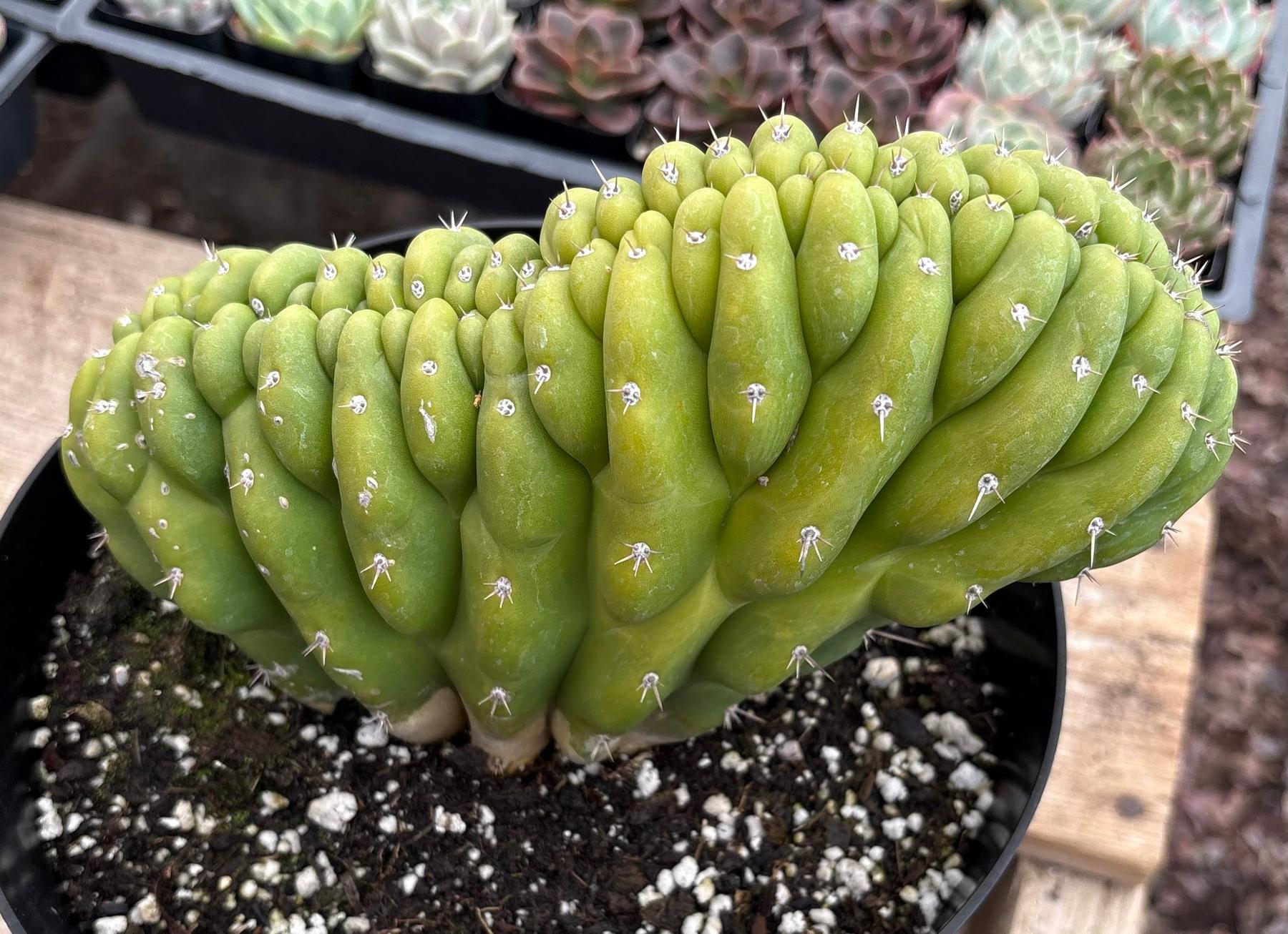 #EC272 EXACT Trichocereus Pachanoi Crested Cactus-Cactus - Large - Exact-The Succulent Source