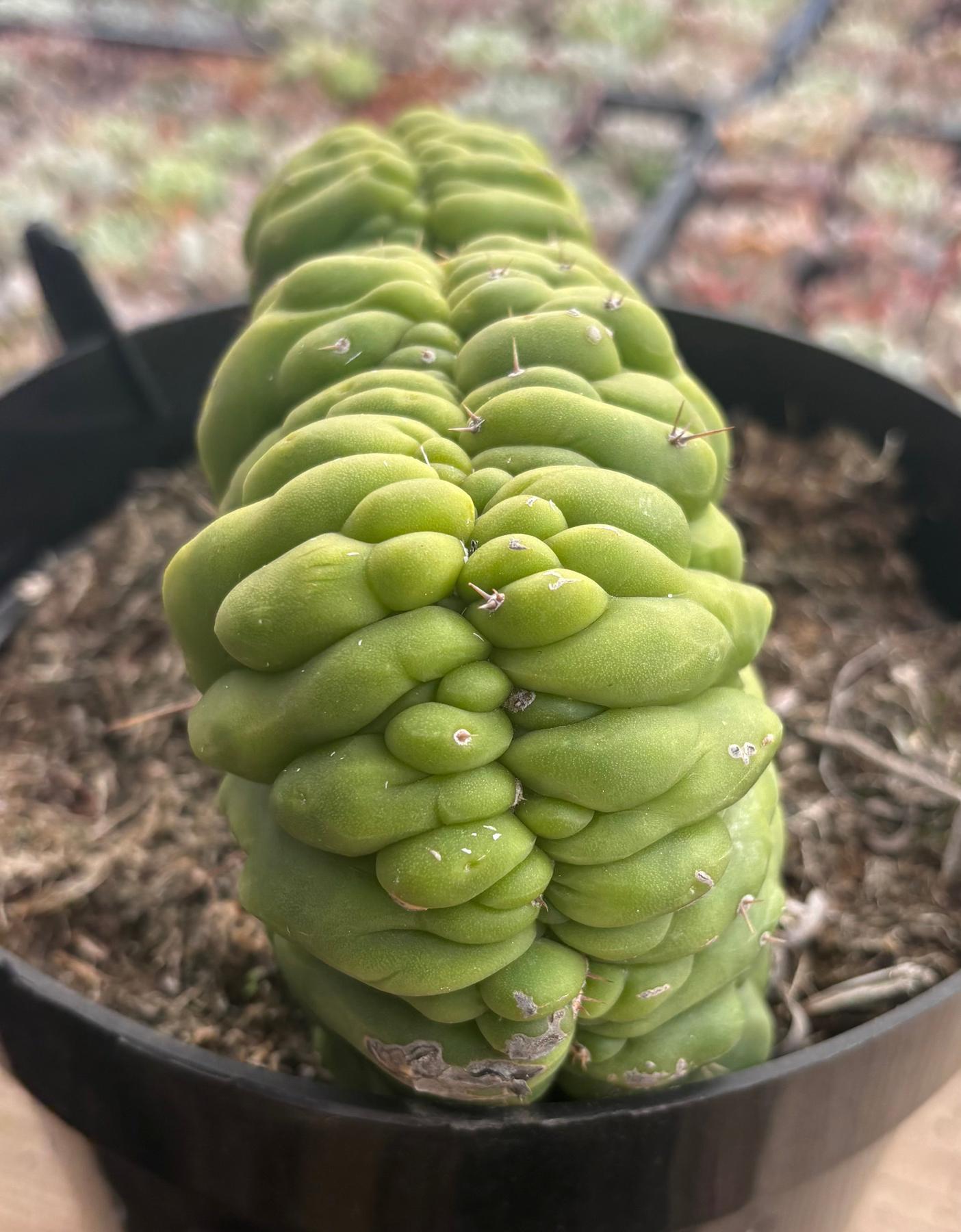 #EC272 EXACT Trichocereus Pachanoi Crested Cactus-Cactus - Large - Exact-The Succulent Source