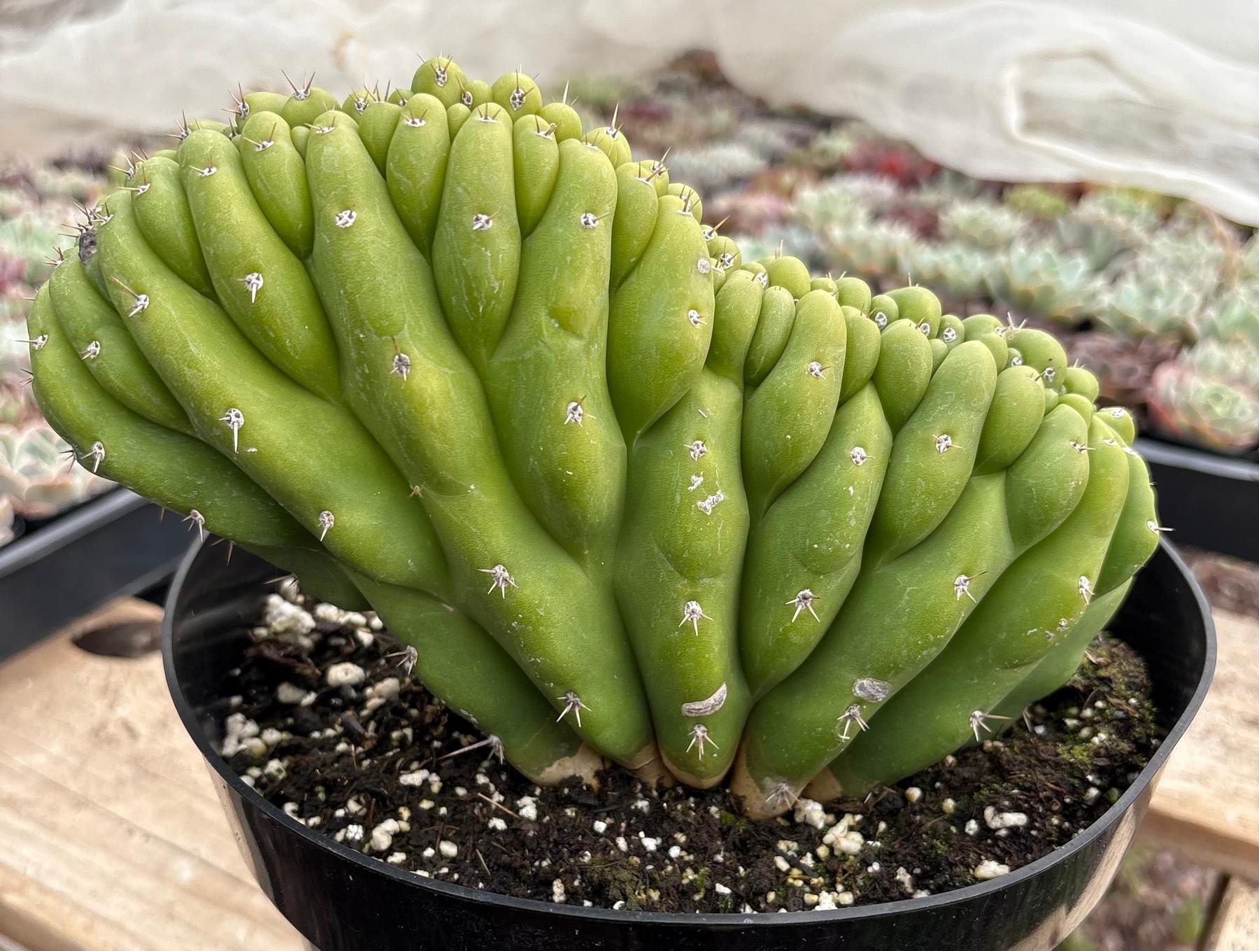 #EC272 EXACT Trichocereus Pachanoi Crested Cactus-Cactus - Large - Exact-The Succulent Source