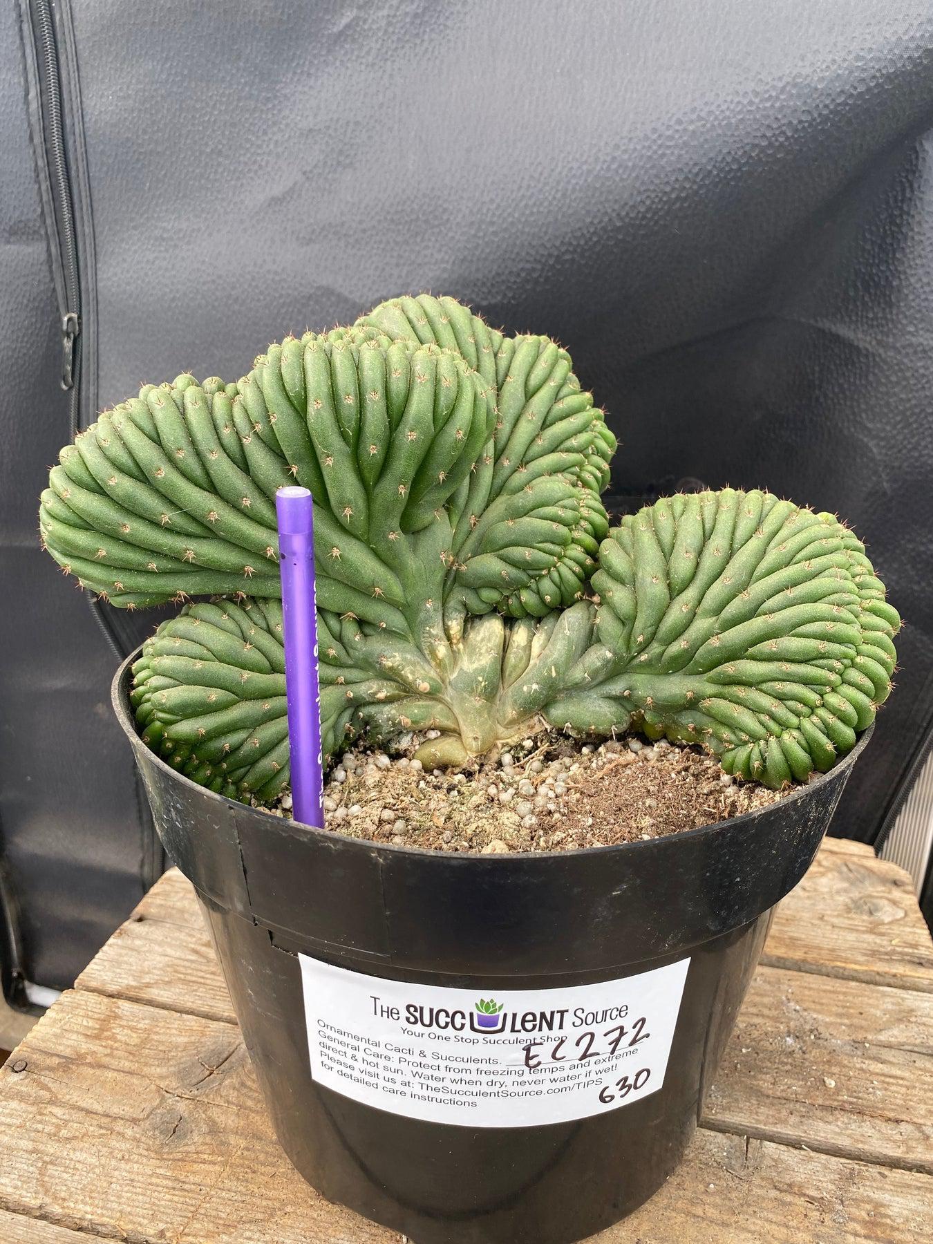 #EC272 EXACT Trichocereus Pachanoi Crested Cactus-Cactus - Large - Exact-The Succulent Source