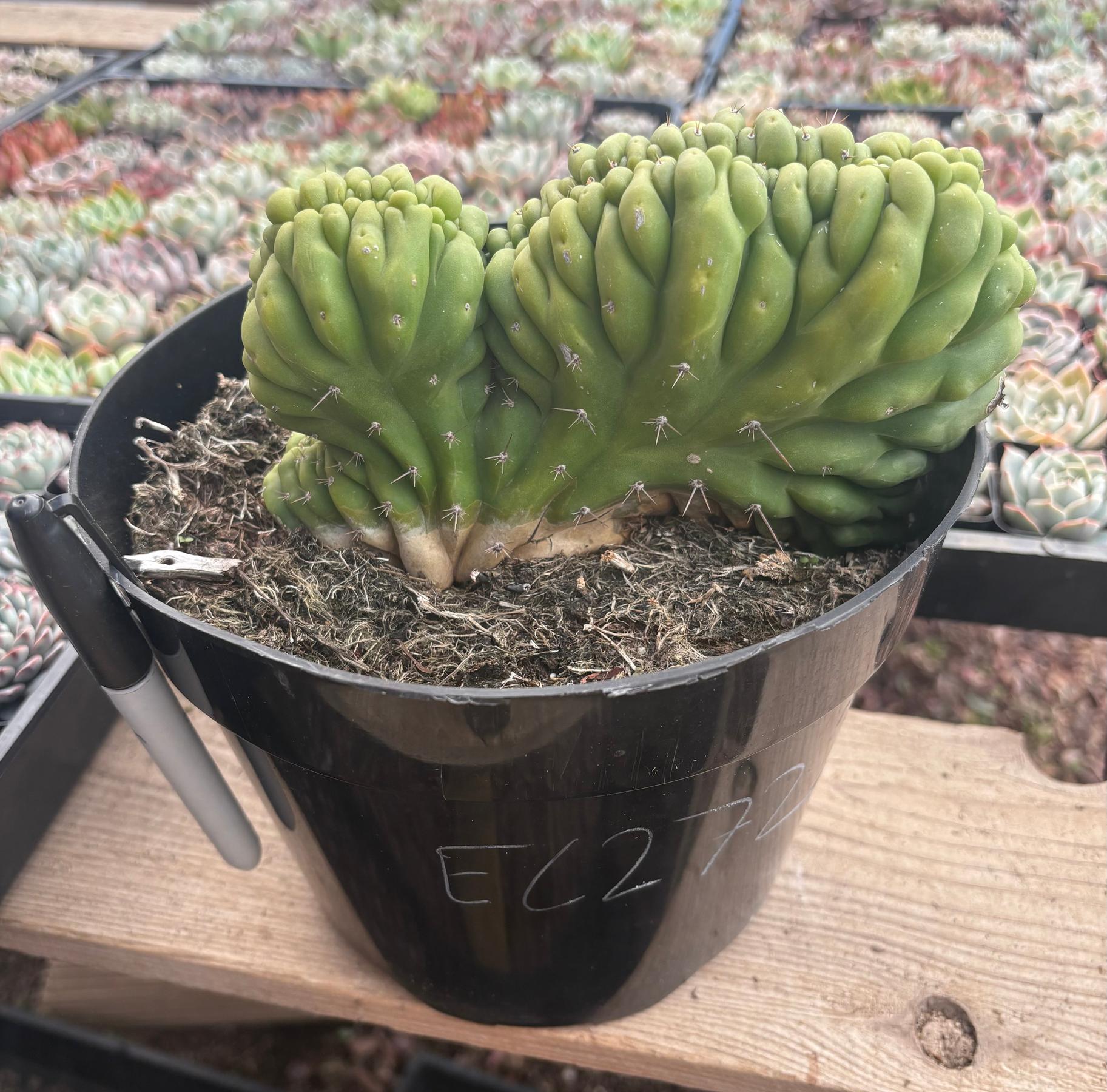 #EC272 EXACT Trichocereus Pachanoi Crested Cactus-Cactus - Large - Exact-The Succulent Source