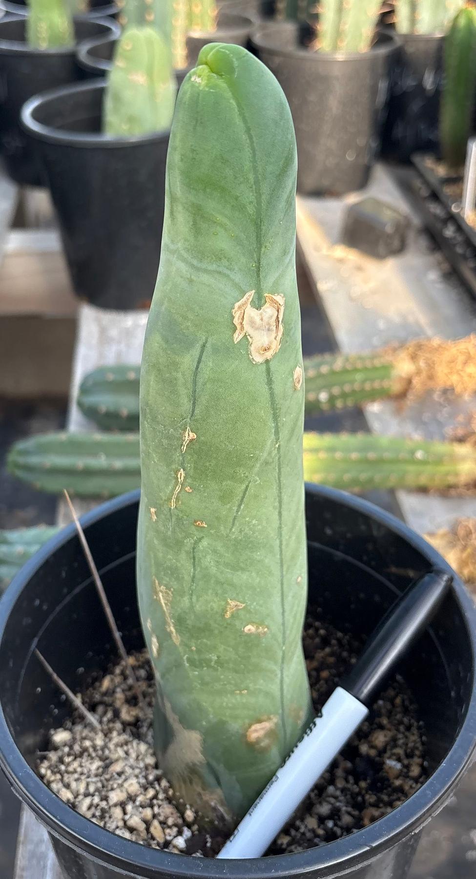 #EC274 EXACT Trichocereus Bridgesii Monstrose Long Form TBM Cactus 10”-Cactus - Large - Exact-The Succulent Source