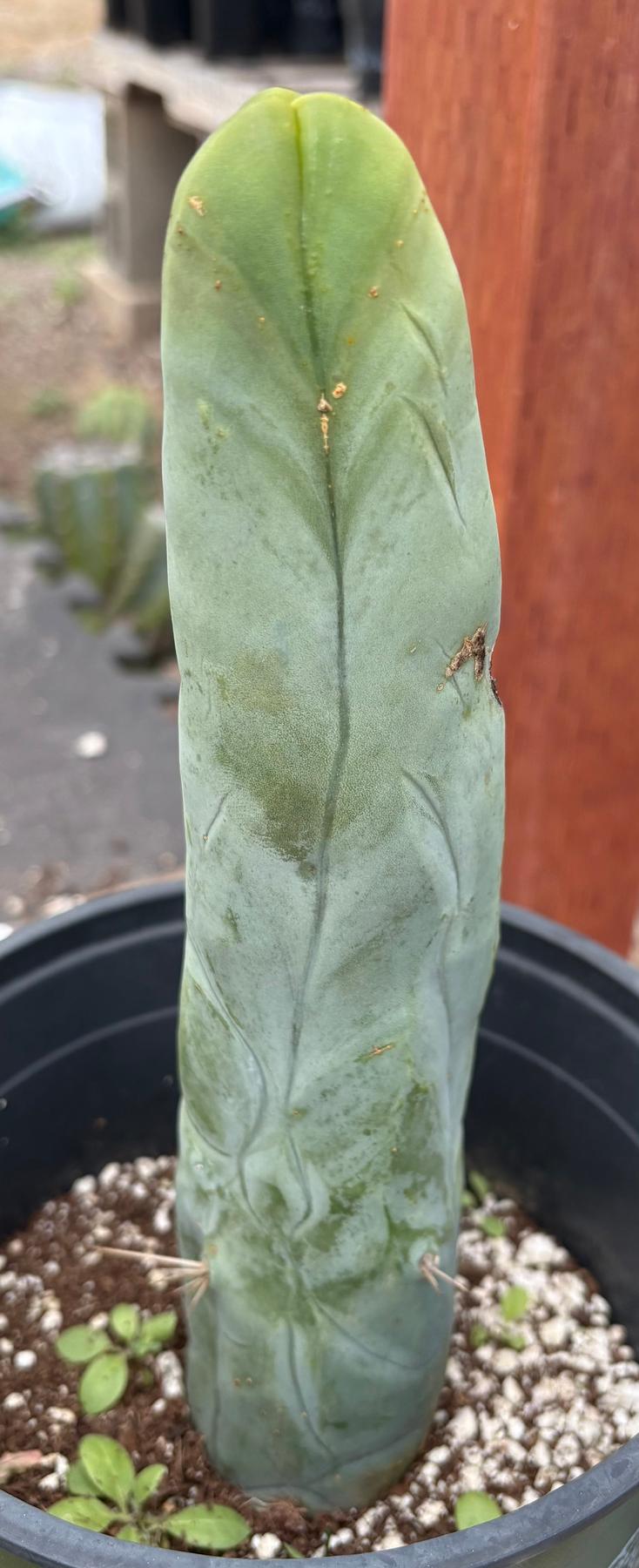 #EC274 EXACT Trichocereus Bridgesii Monstrose Long Form TBM Cactus 9”-Cactus - Large - Exact-The Succulent Source