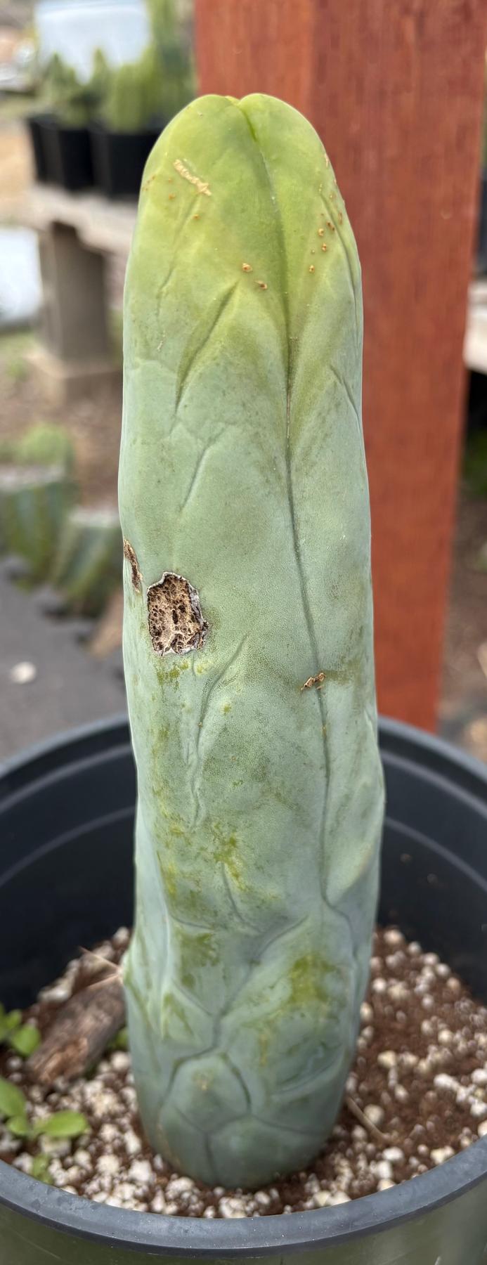 #EC274 EXACT Trichocereus Bridgesii Monstrose Long Form TBM Cactus 9”-Cactus - Large - Exact-The Succulent Source