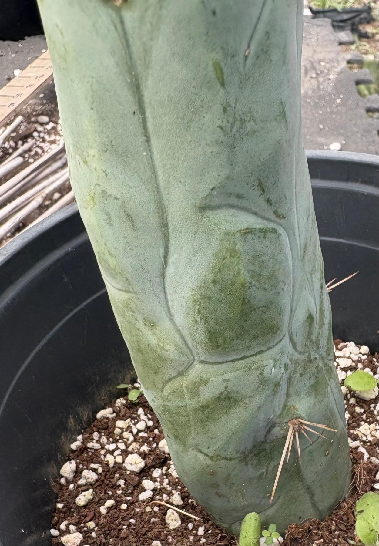 #EC274 EXACT Trichocereus Bridgesii Monstrose Long Form TBM Cactus 9”-Cactus - Large - Exact-The Succulent Source