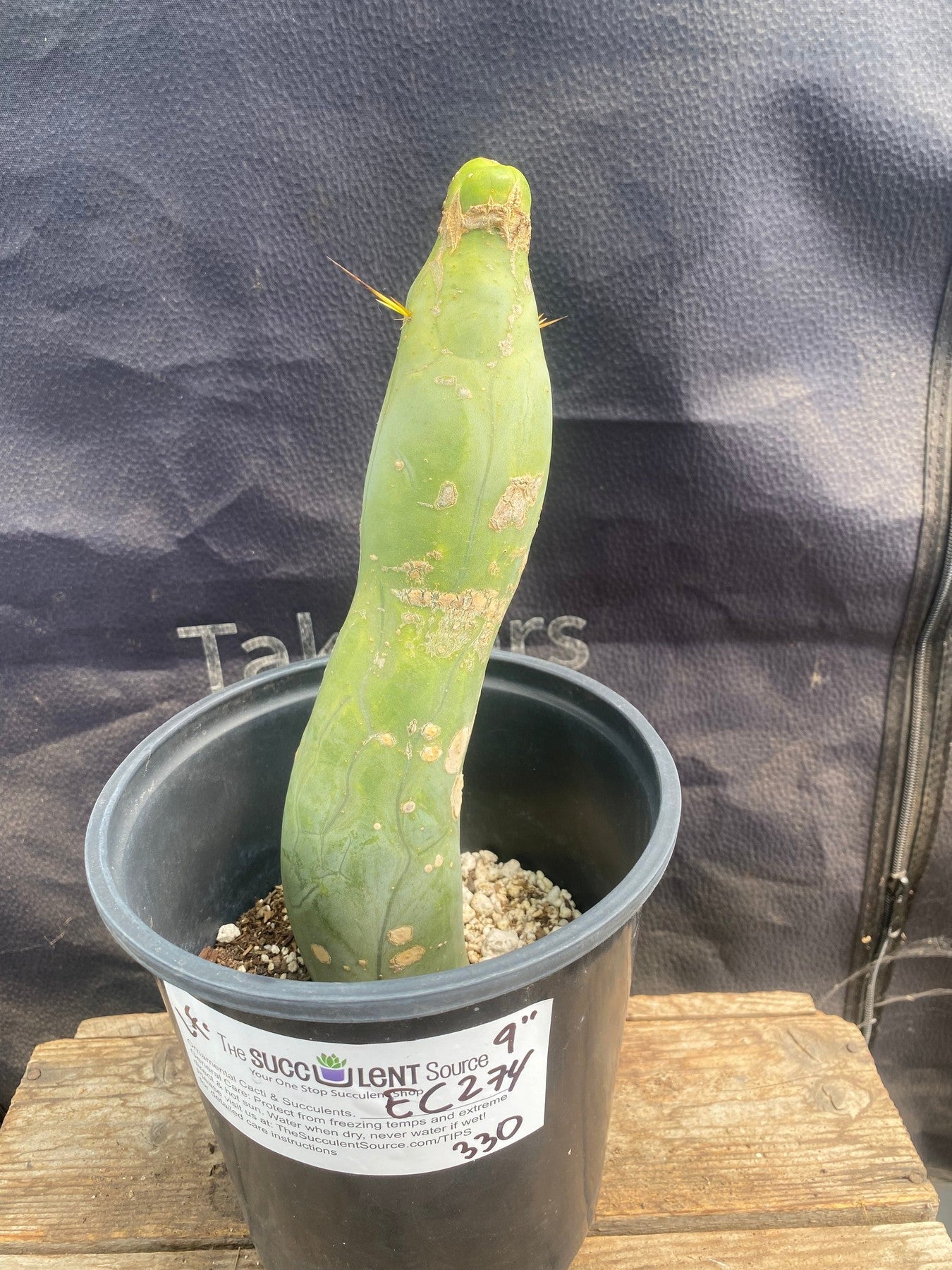 #EC274 EXACT Trichocereus Bridgesii Monstrose Long Form TBM Cactus 9”-Cactus - Large - Exact-The Succulent Source