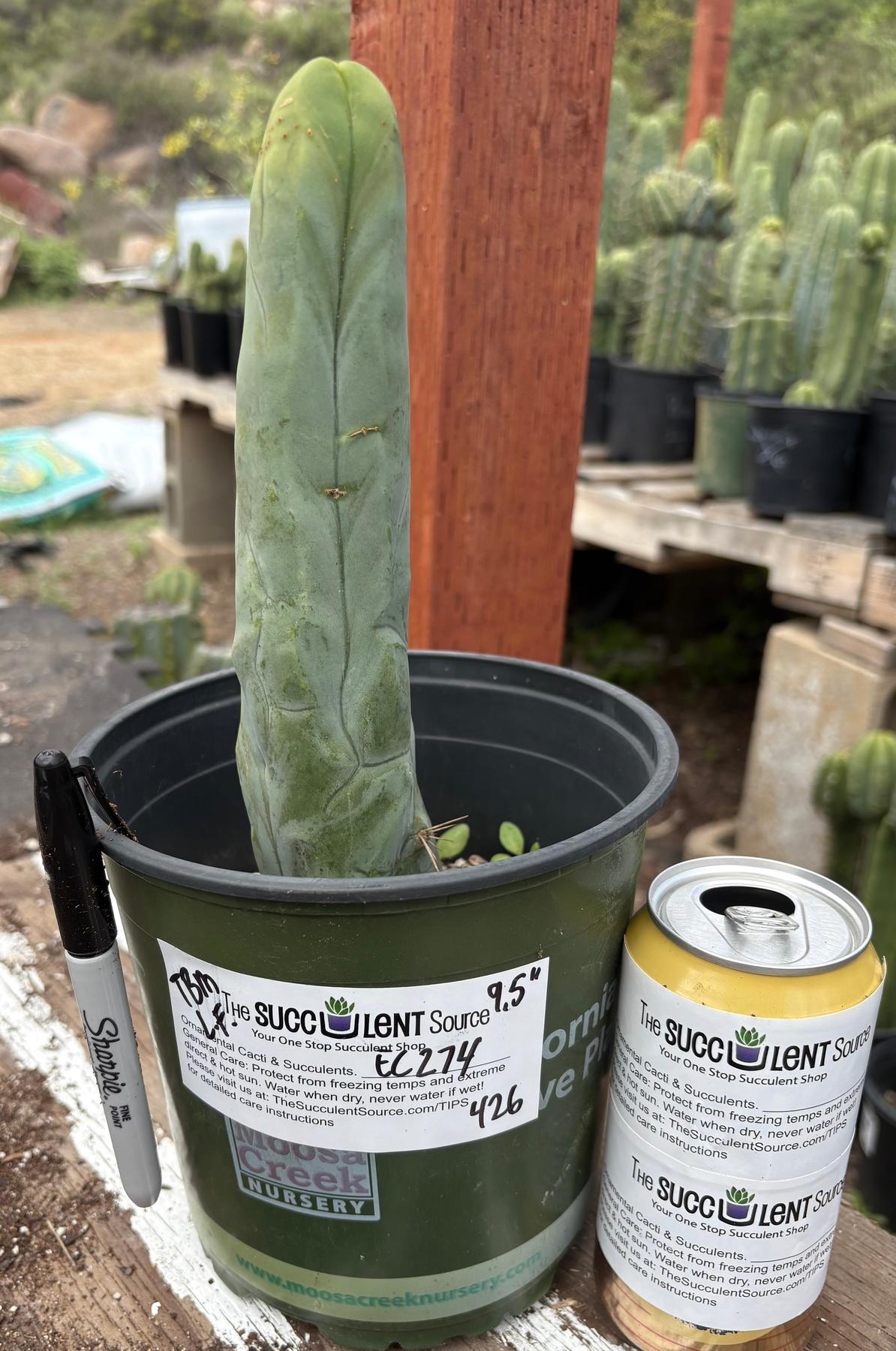 #EC274 EXACT Trichocereus Bridgesii Monstrose Long Form TBM Cactus 9”-Cactus - Large - Exact-The Succulent Source