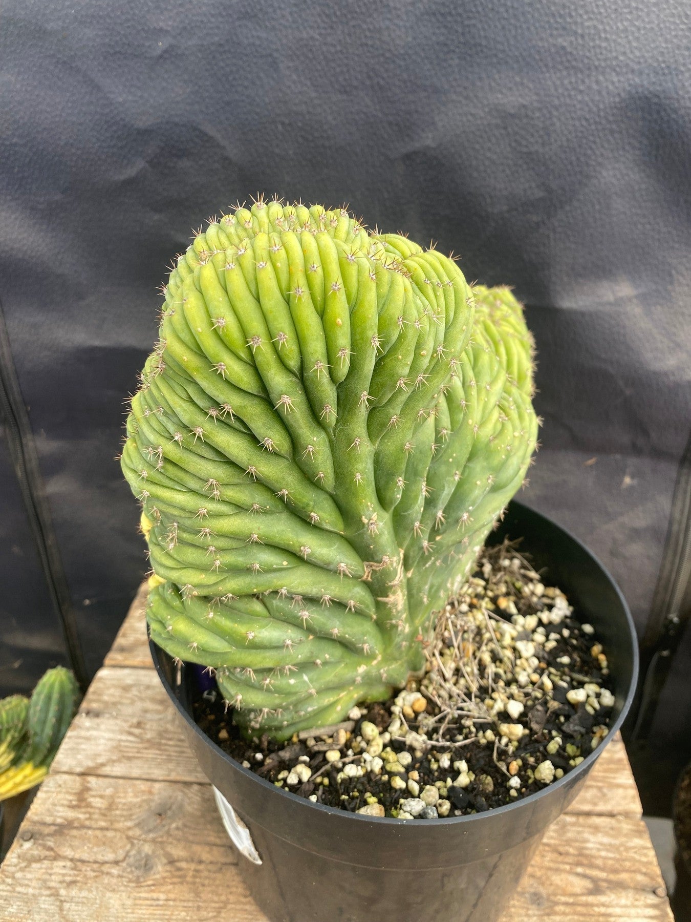 #EC275 EXACT Trichocereus Pachanoi China Gold Variegated Cactus-Cactus - Large - Exact-The Succulent Source