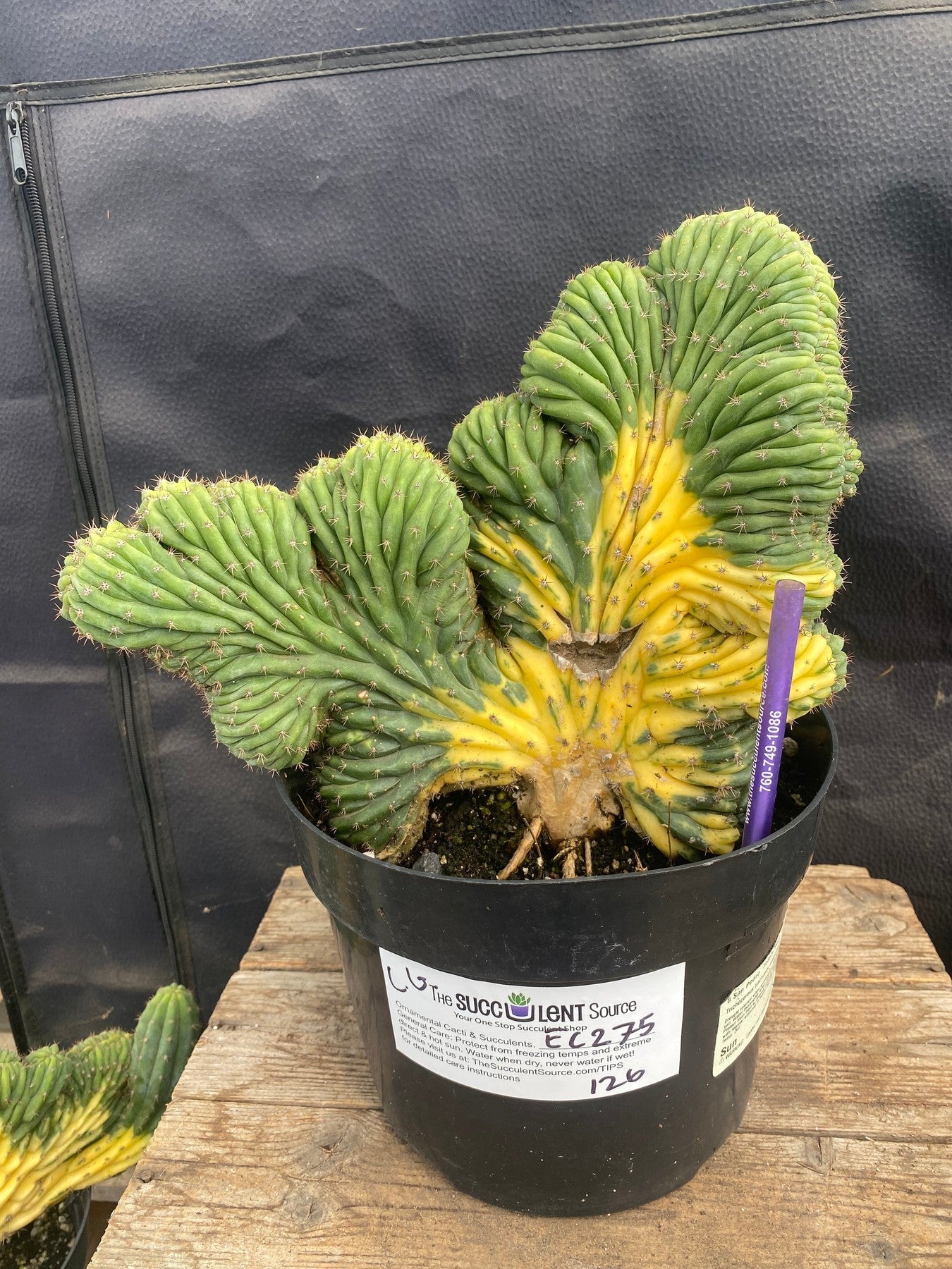 #EC275 EXACT Trichocereus Pachanoi China Gold Variegated Cactus-Cactus - Large - Exact-The Succulent Source