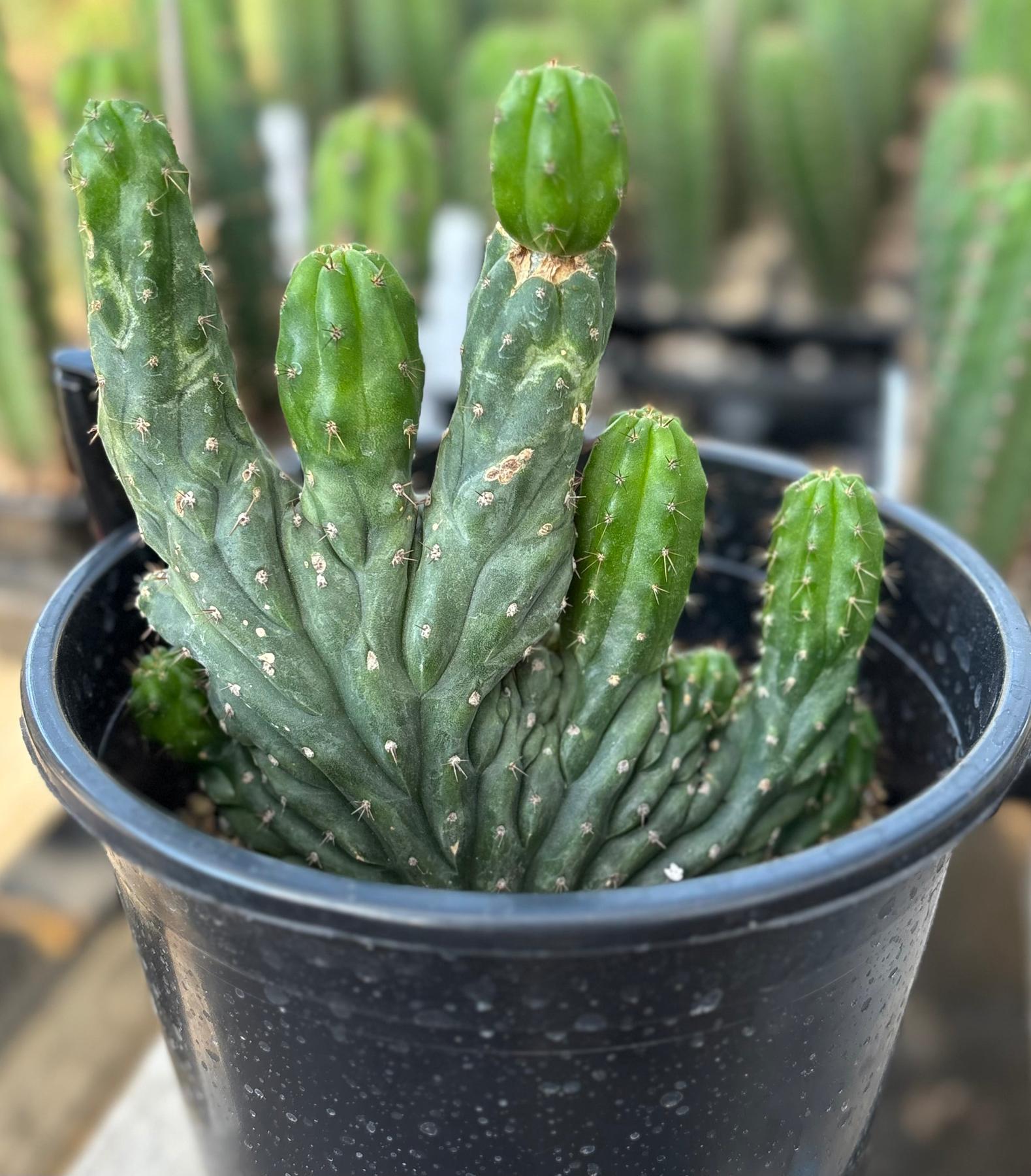 #EC275 EXACT Trichocereus Pachanoi China Gold Variegated Crested Cactus-Cactus - Large - Exact-The Succulent Source
