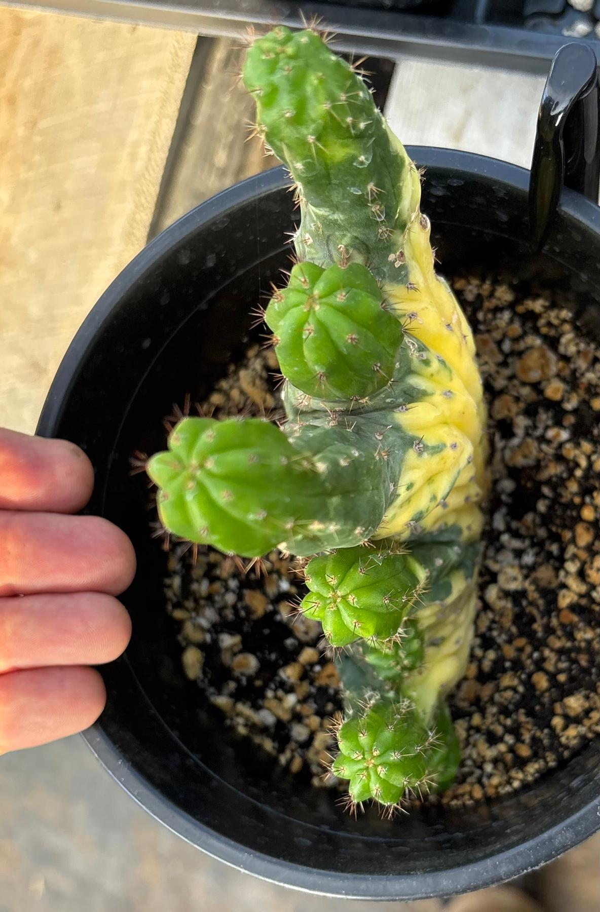 #EC275 EXACT Trichocereus Pachanoi China Gold Variegated Crested Cactus-Cactus - Large - Exact-The Succulent Source