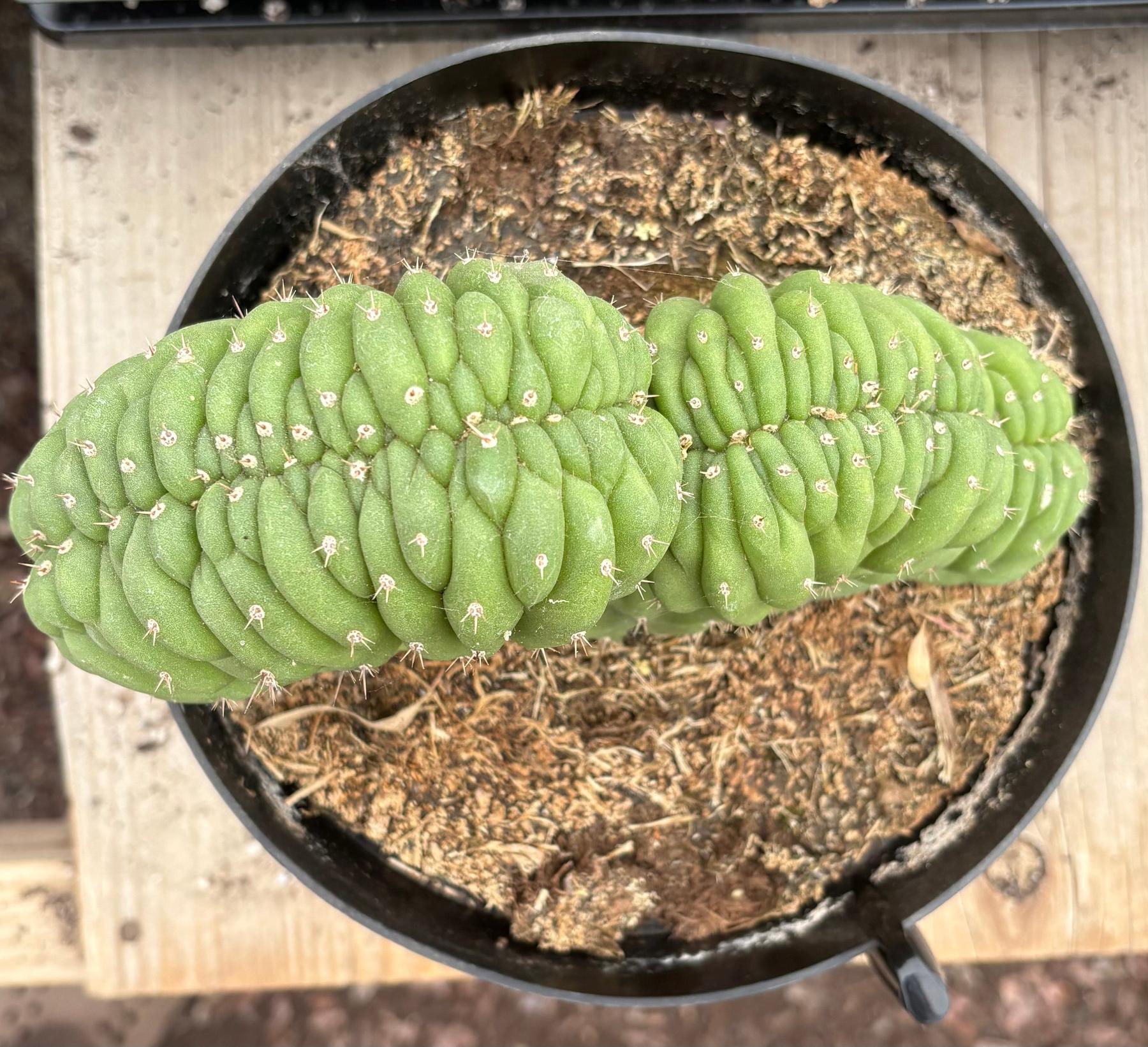 #EC276 EXACT Trichocereus Pachanoi Crested Cactus in 8” container-Cactus - Large - Exact-The Succulent Source