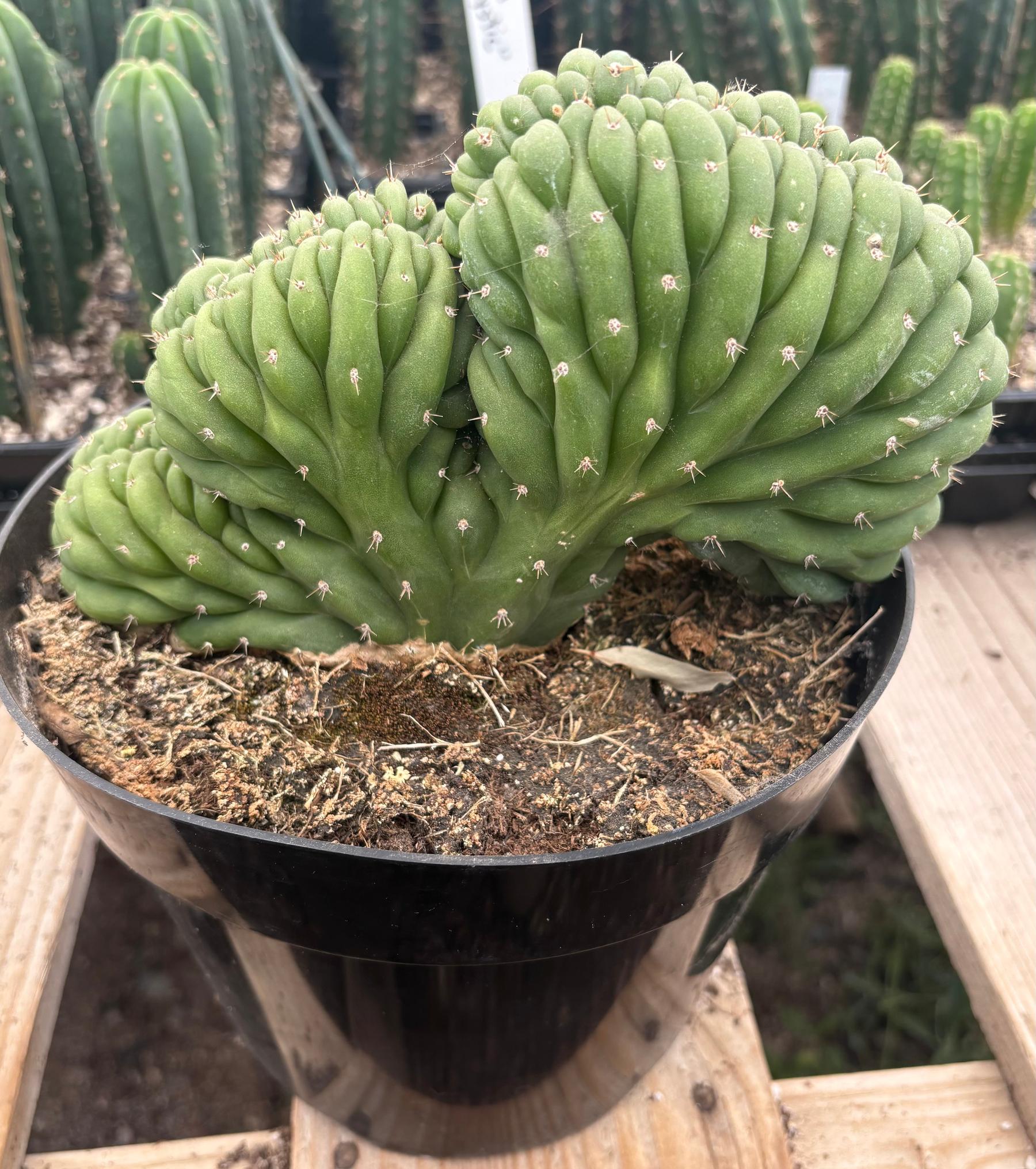 #EC276 EXACT Trichocereus Pachanoi Crested Cactus in 8” container-Cactus - Large - Exact-The Succulent Source